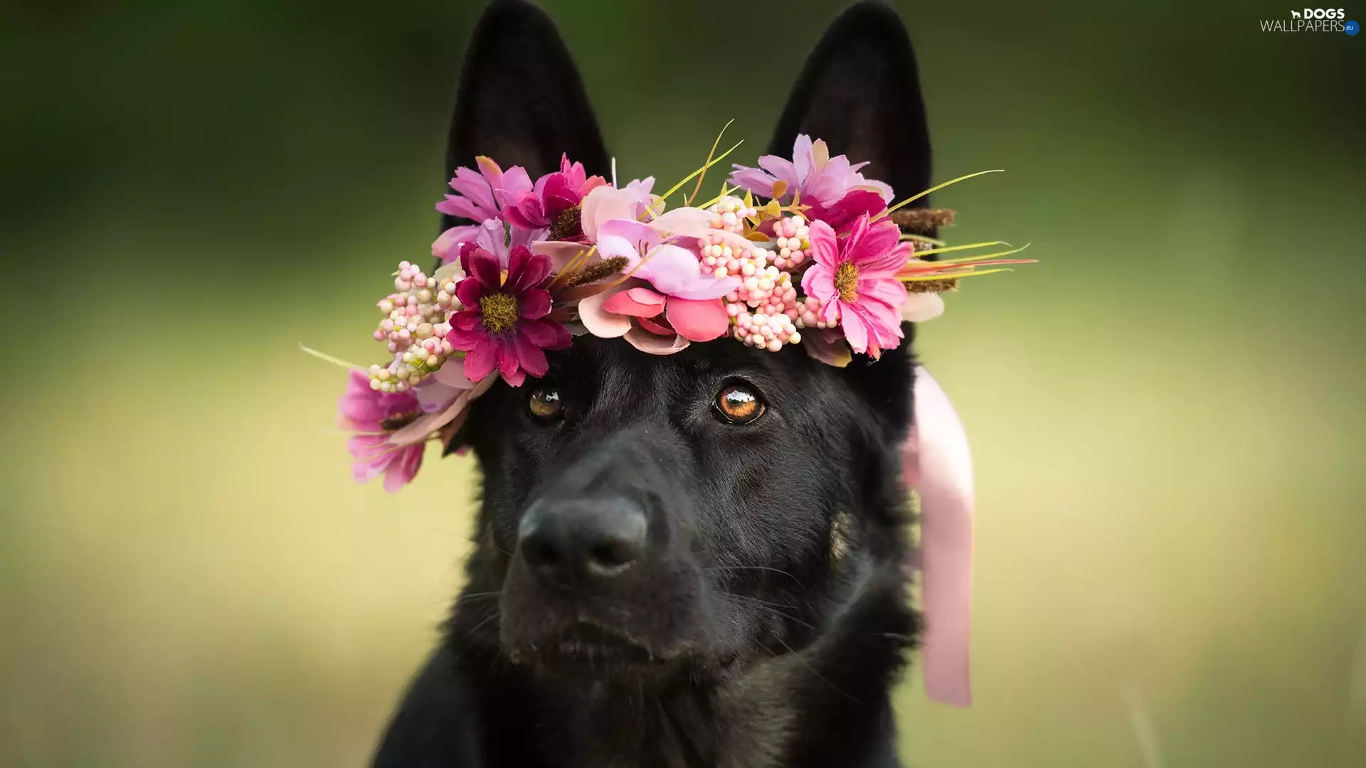 Flowers, German Shepherd, wreath