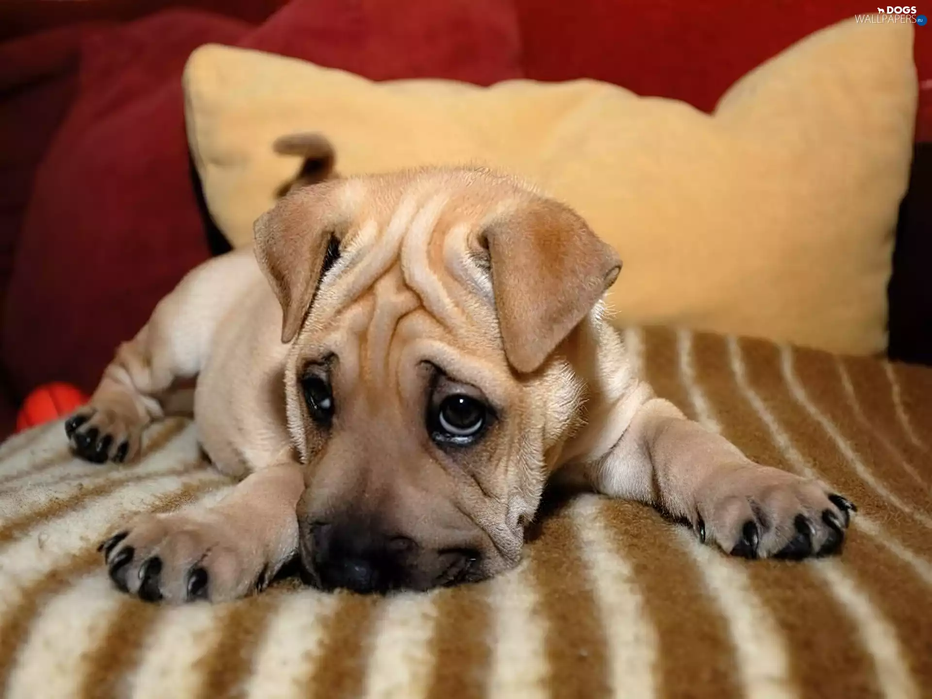 wrinkles, Shar Pei