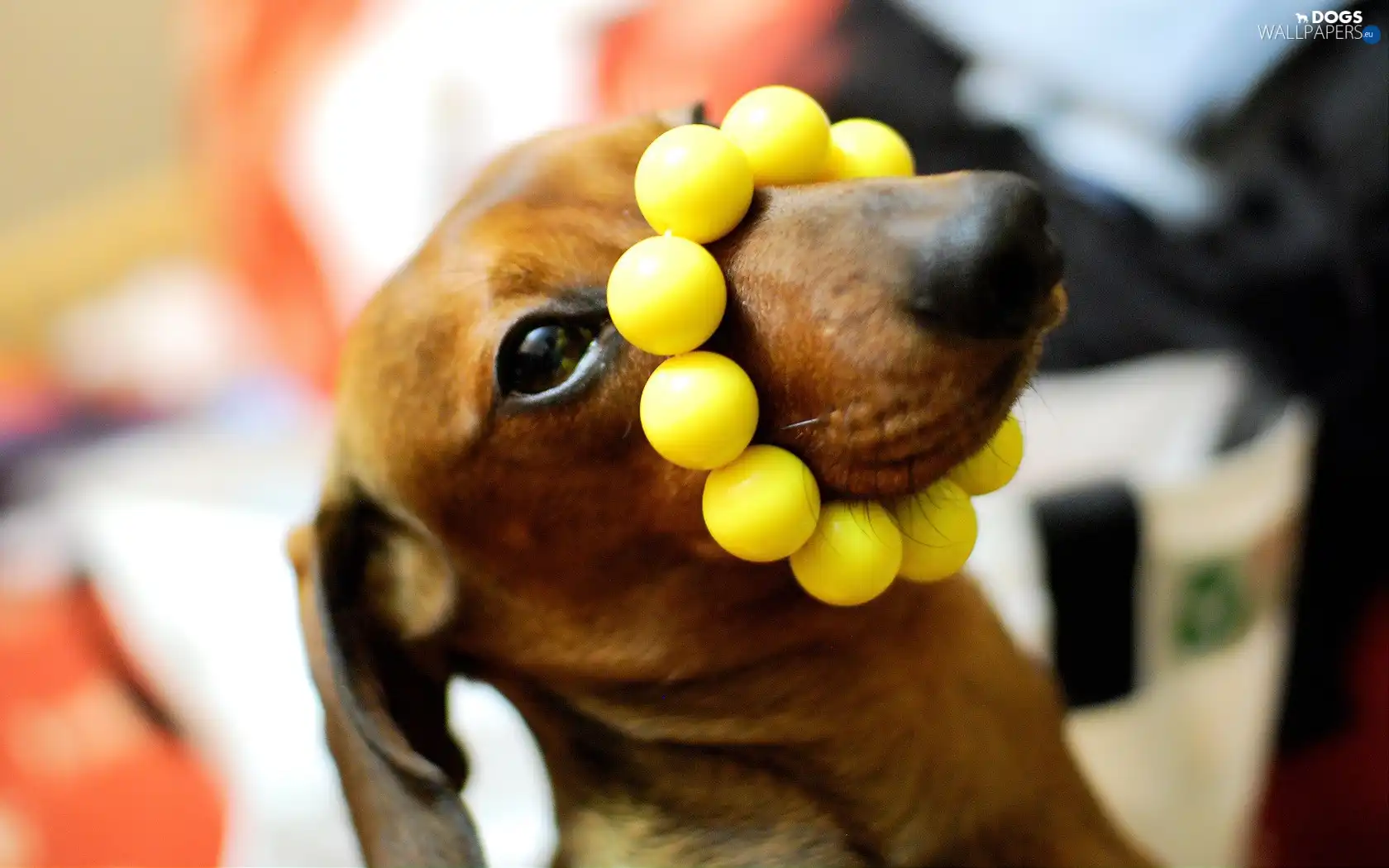 wristlet, Yellow Honda, dog, dachshund
