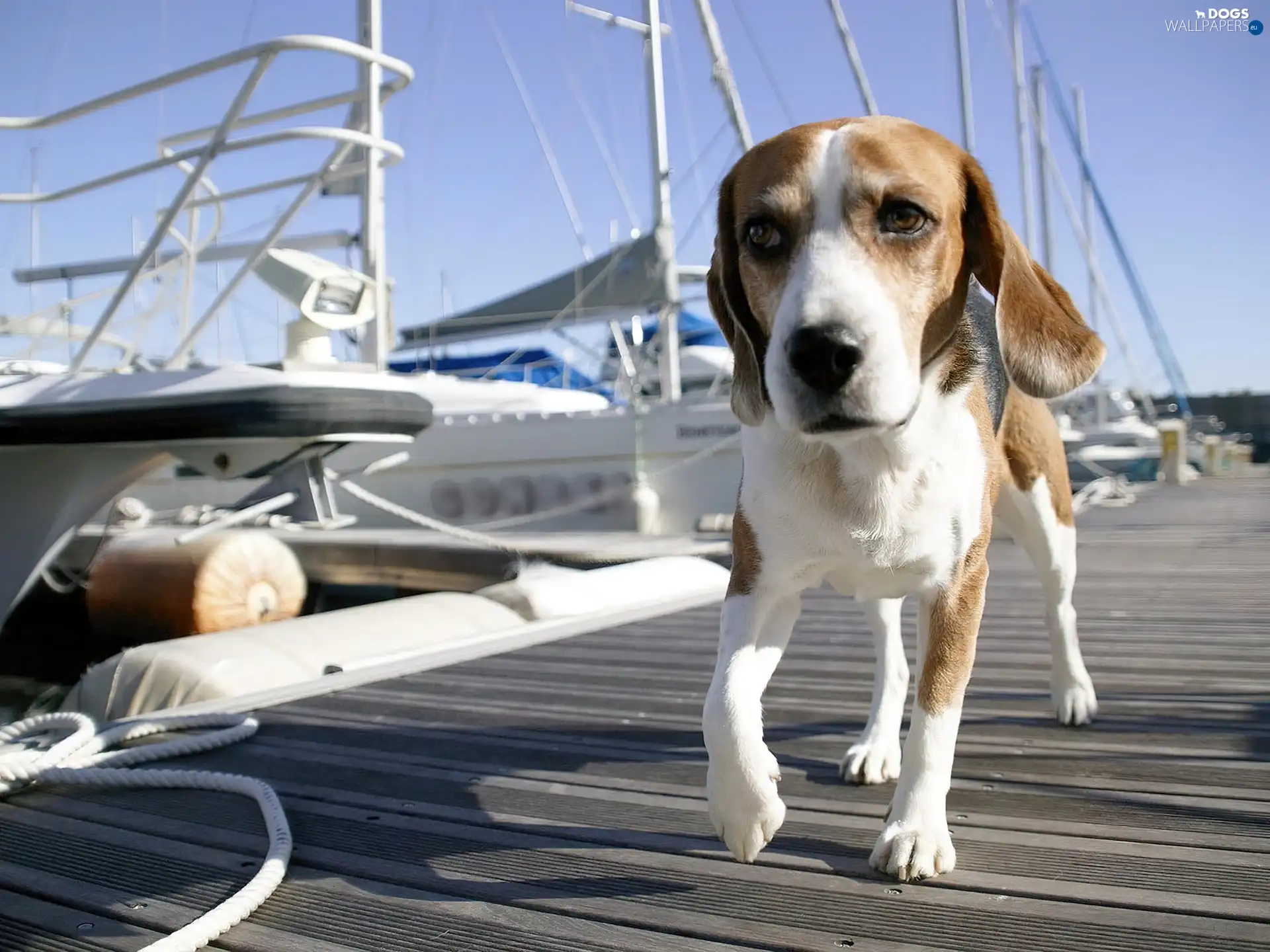 pier, Yachts, doggy