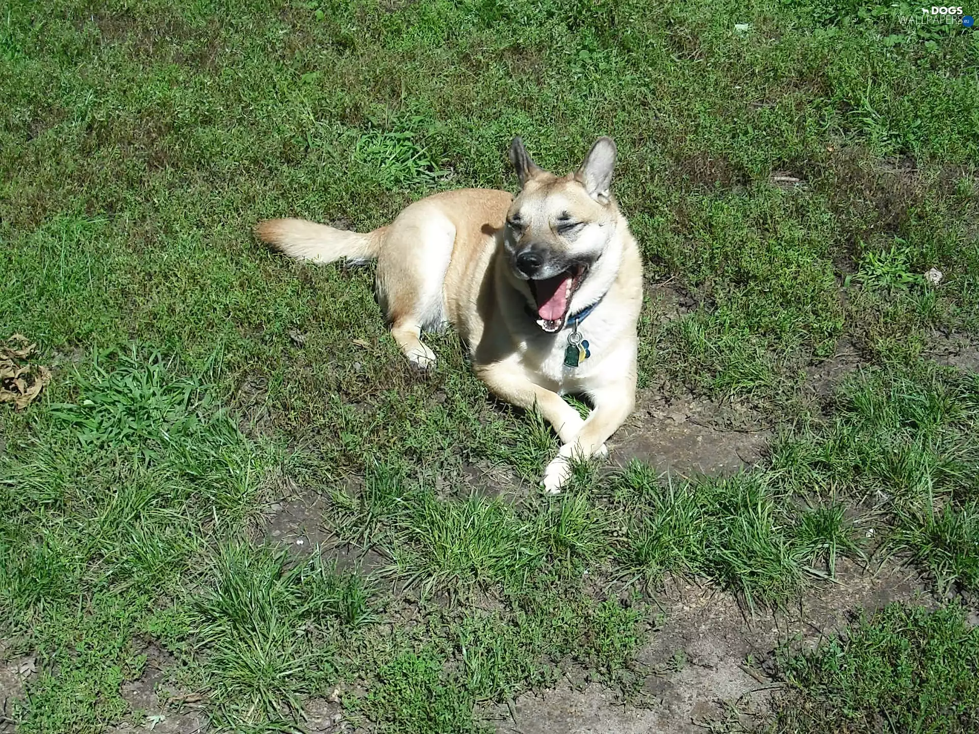 yawning, Norsk Buhund