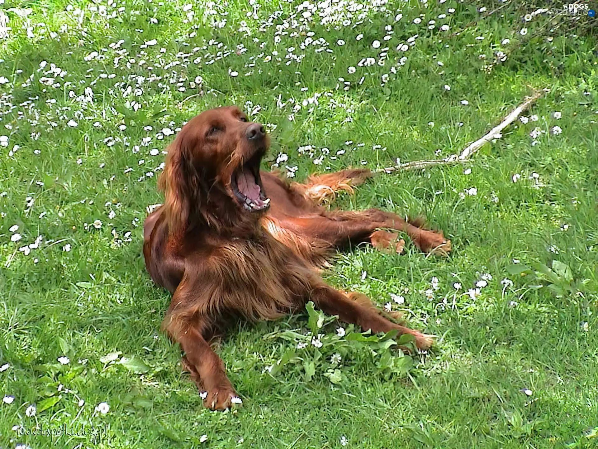 yawning, Irish Setter