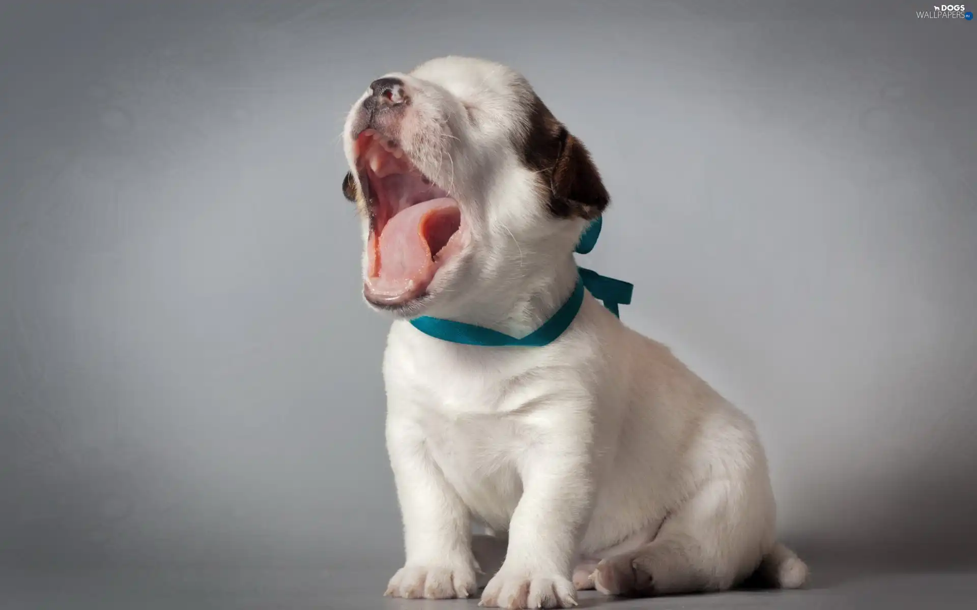 yawns, Puppy