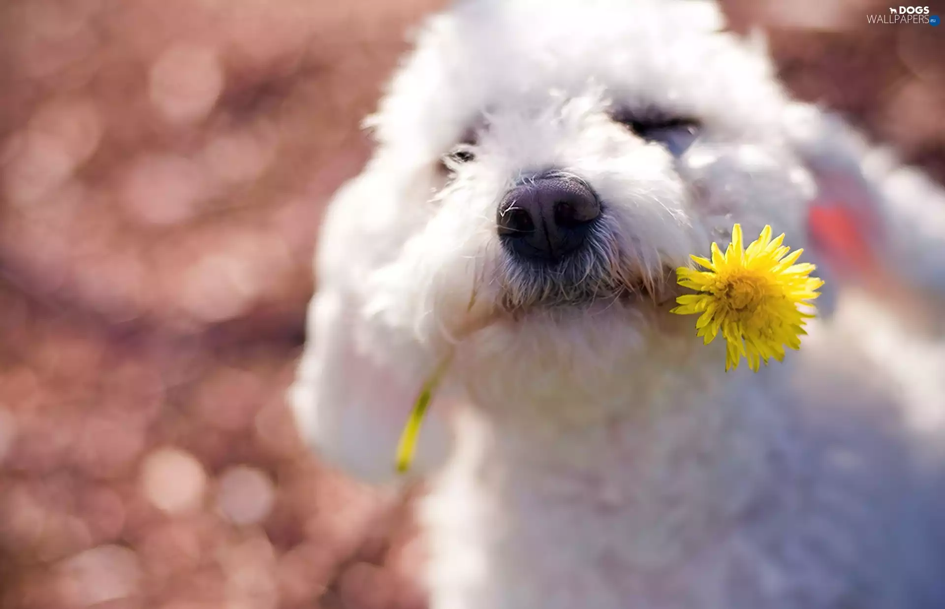 dog, Yellow, Colourfull Flowers, Maltese