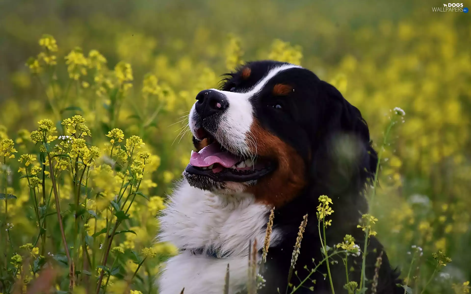 dog, Flowers, rape, Yellow