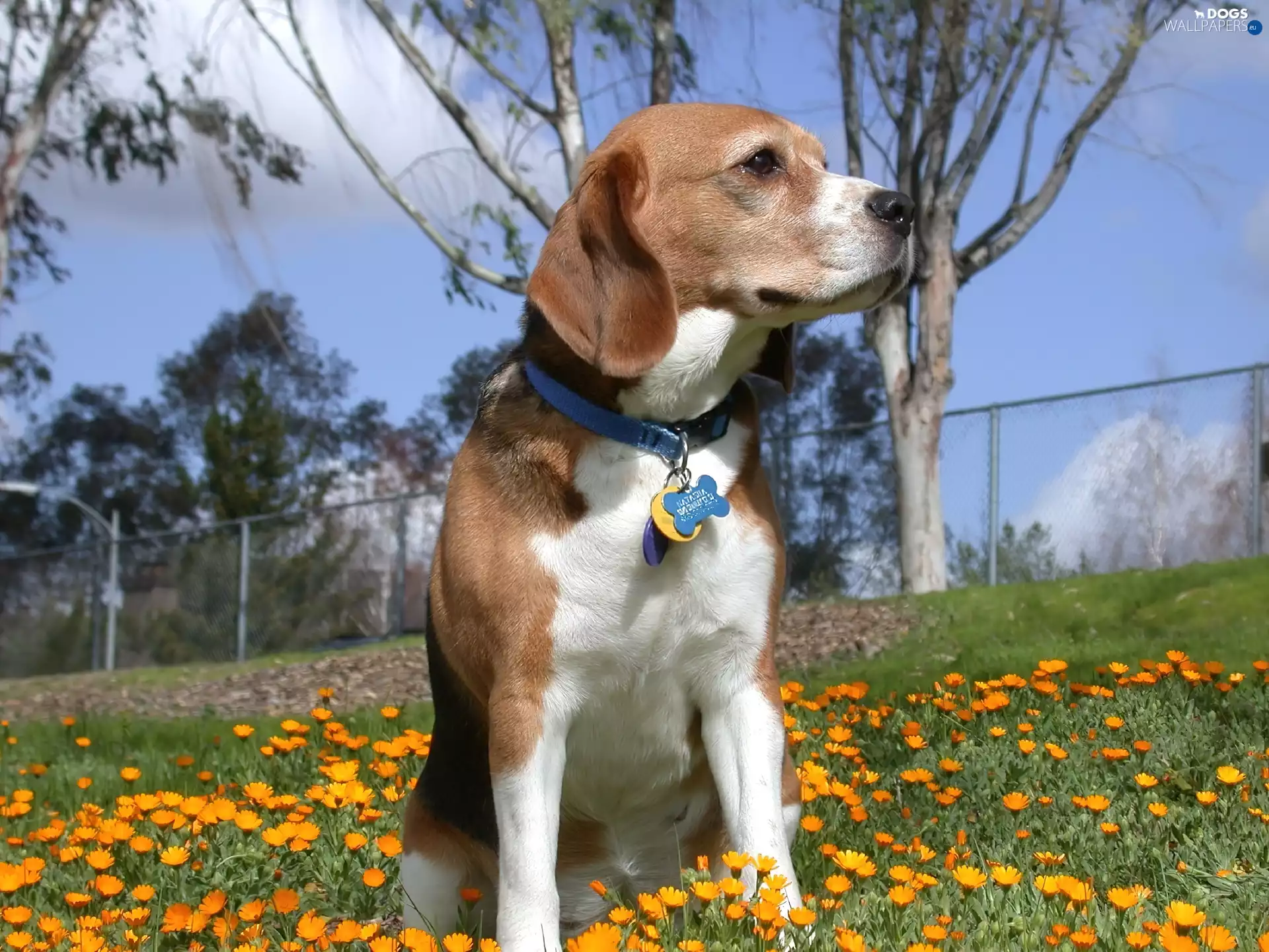 Flowers, Beagle Harrier, Yellow