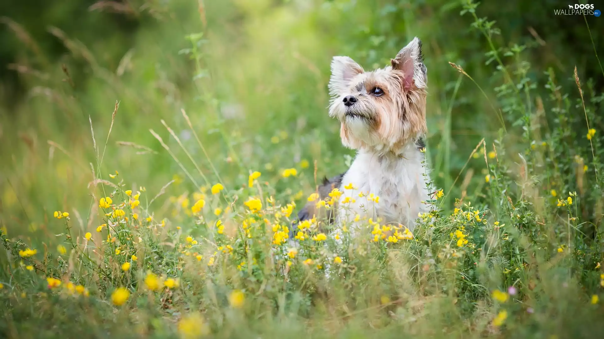 dog, Yellow, Flowers, Yorkshire Terrier