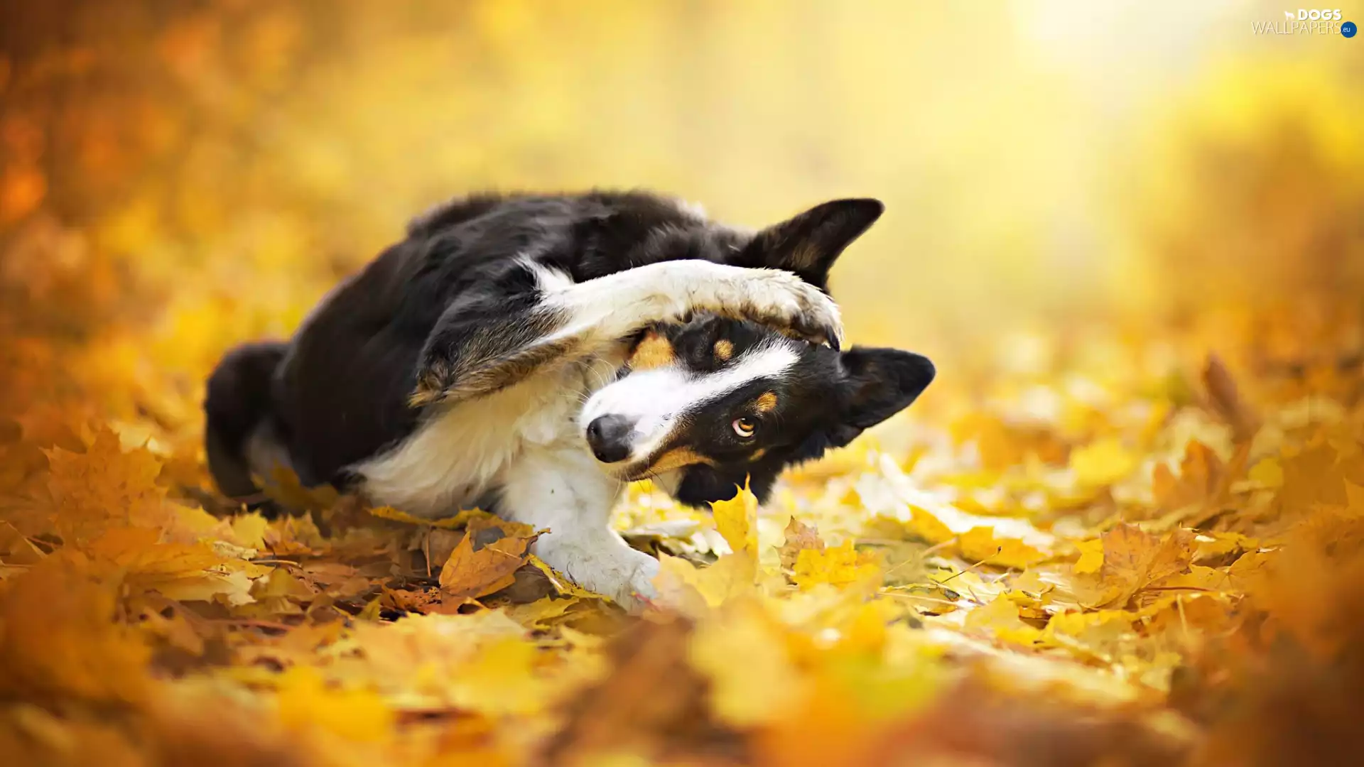 dog, Yellow, Leaf, Border Collie