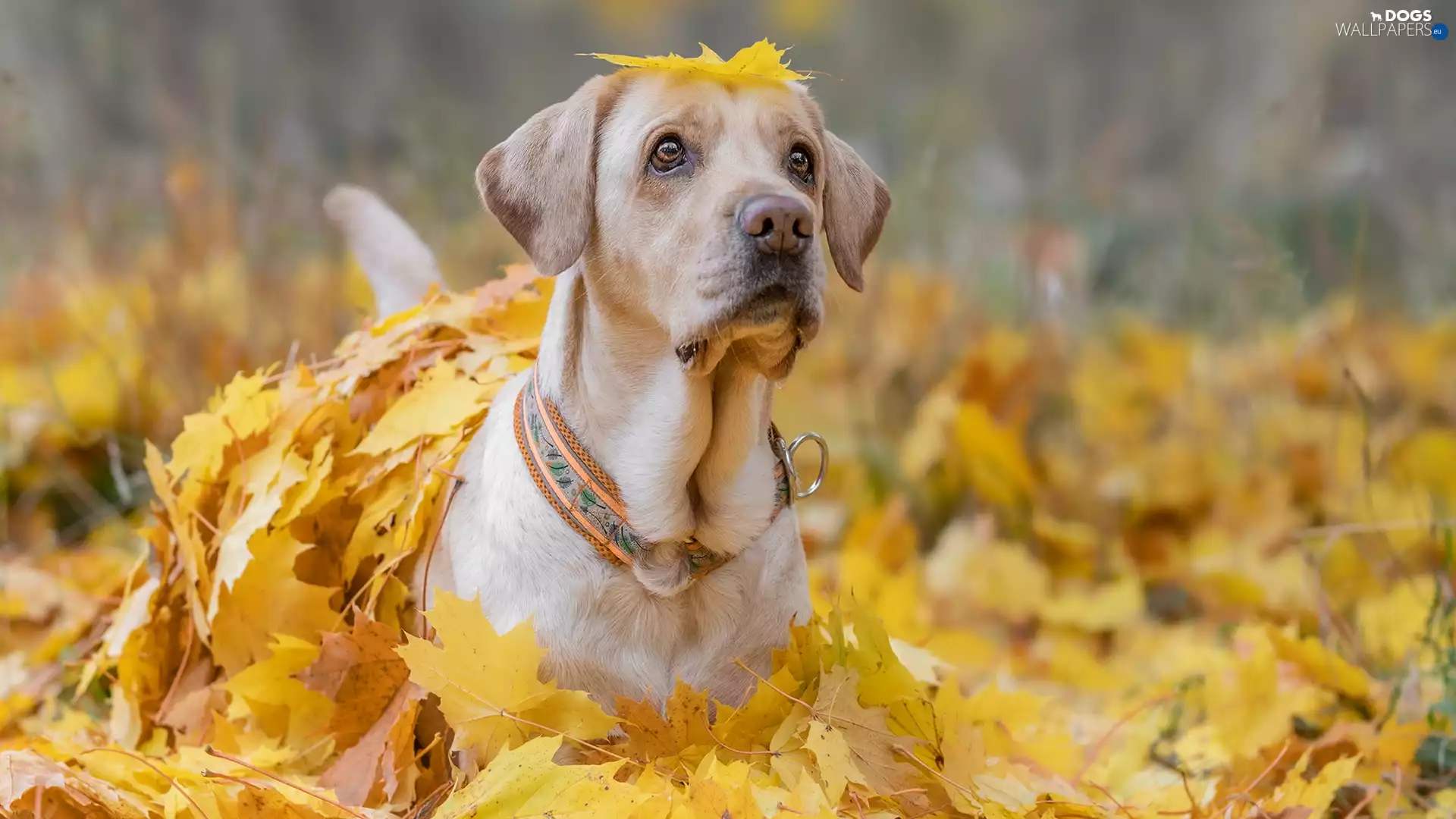 dog, Yellow, Leaf, Labrador Retriever