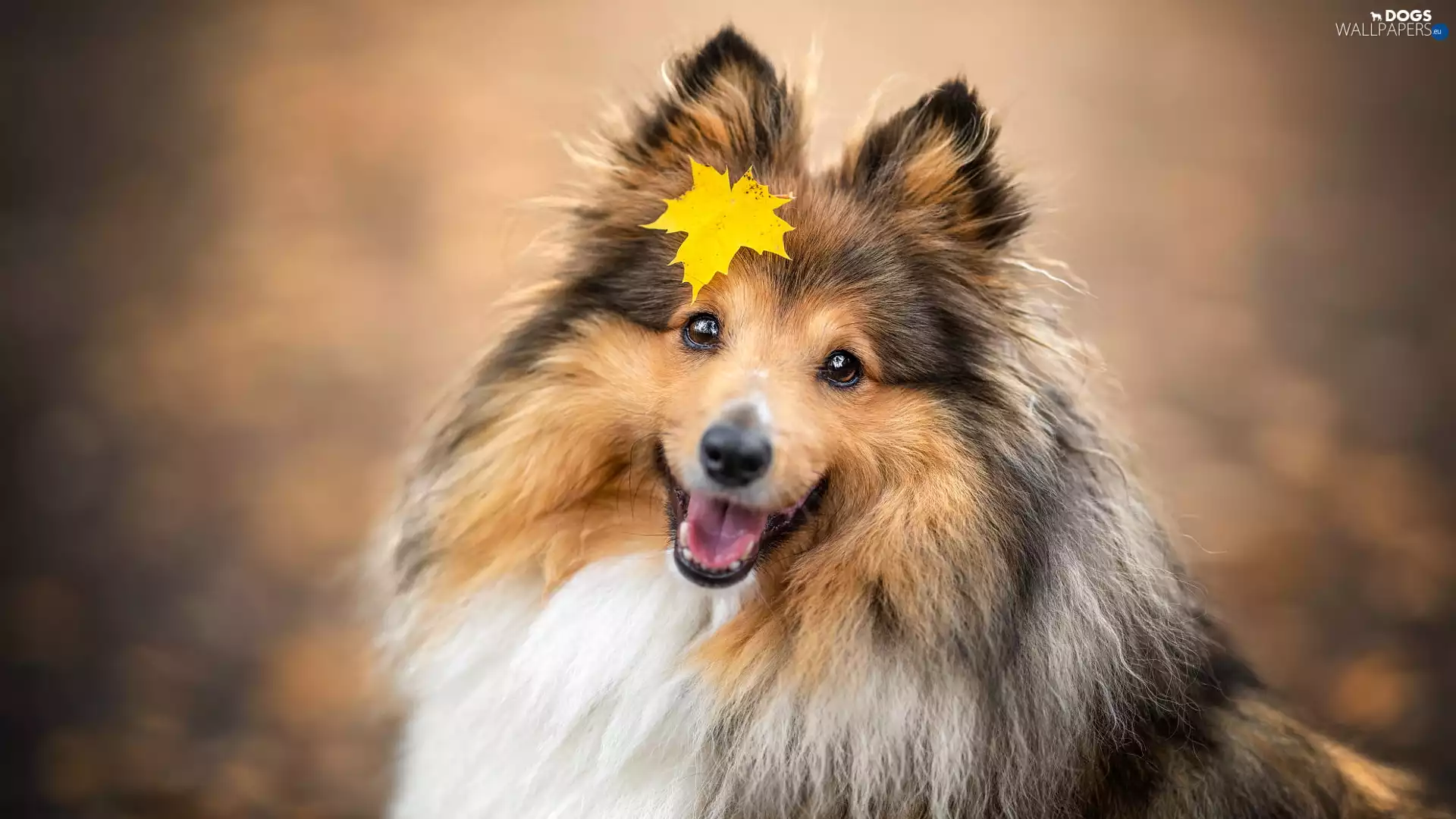 dog, Yellow, leaf, shetland Sheepdog