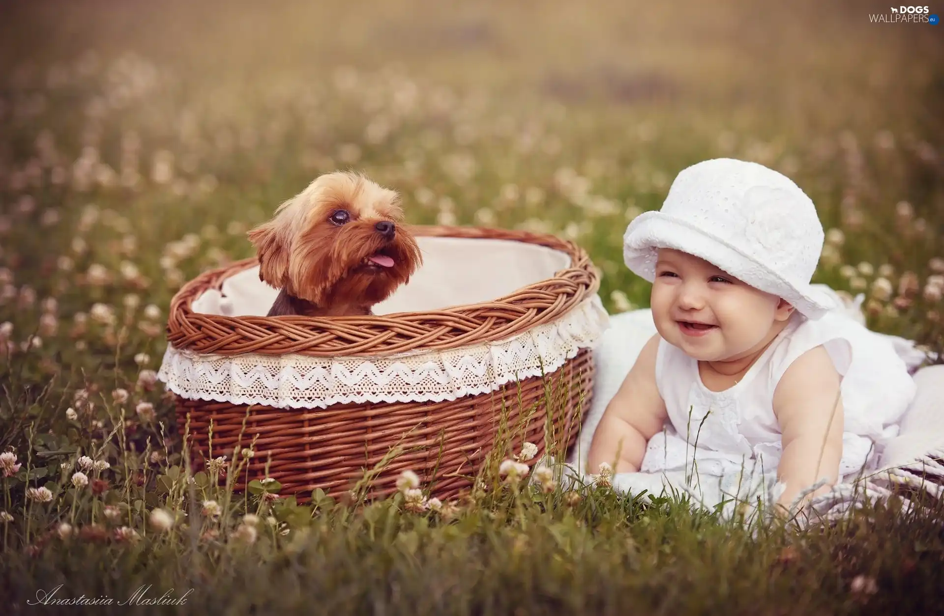 York, doggy, small, basket, girl