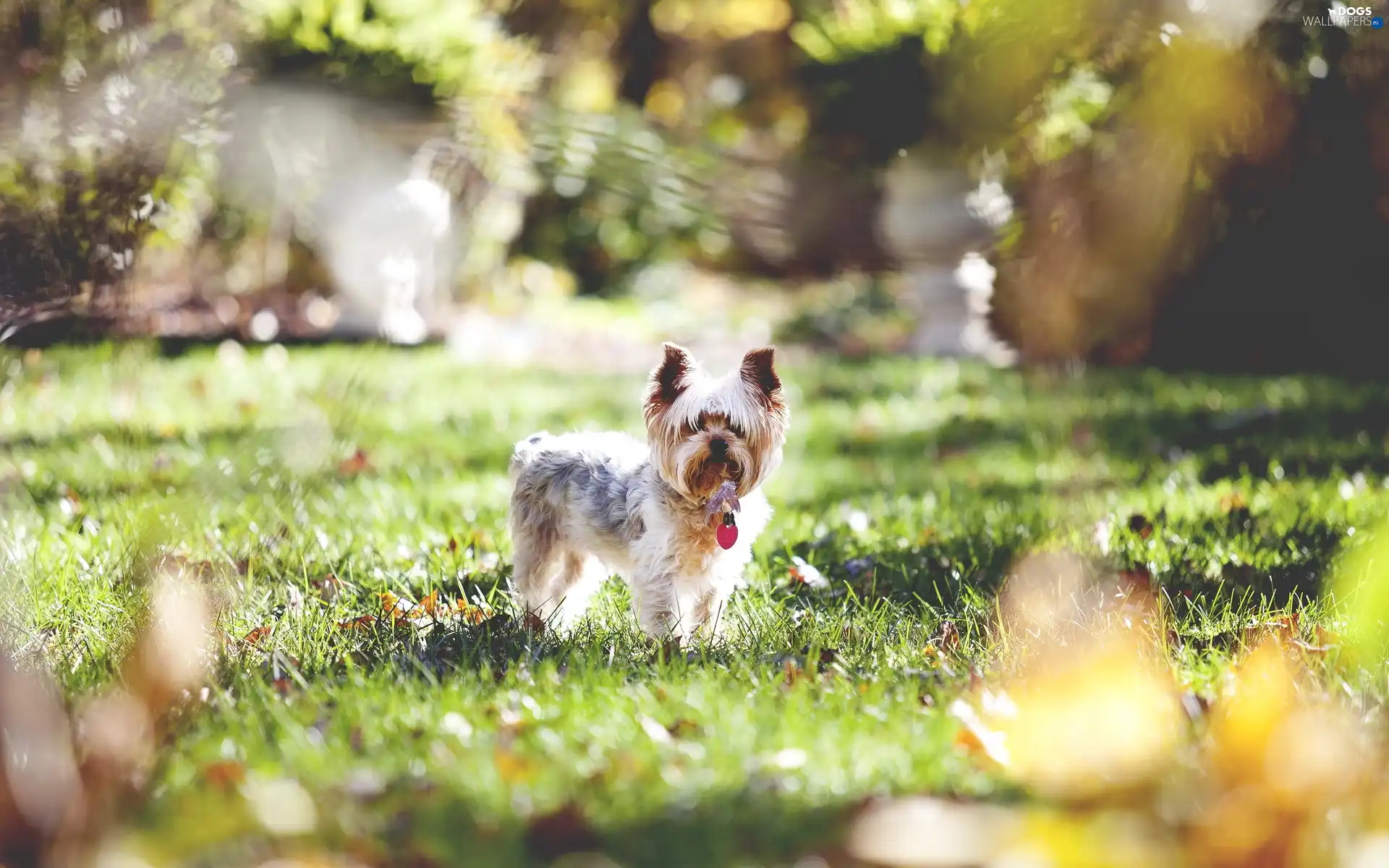 grass, York Terrier