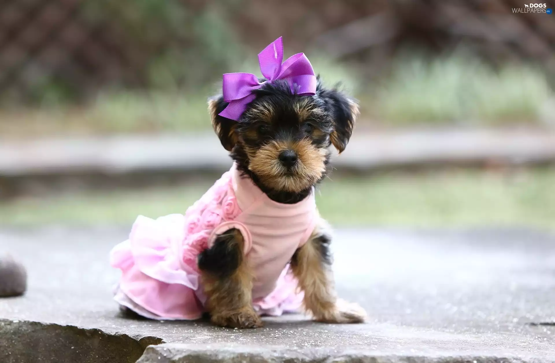 Puppy, Thumbnail, clothes, York