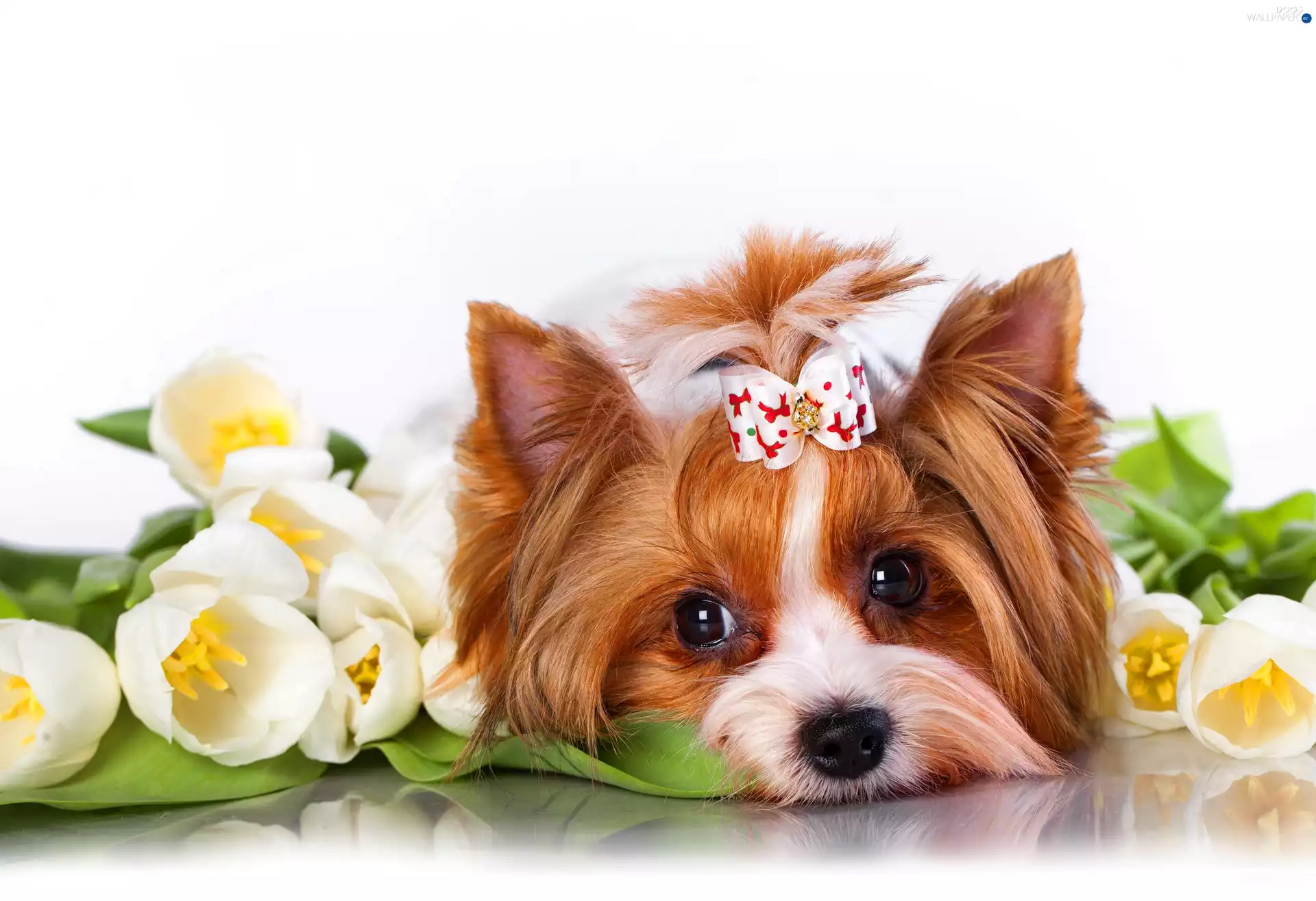 Puppy, White, Tulips, York