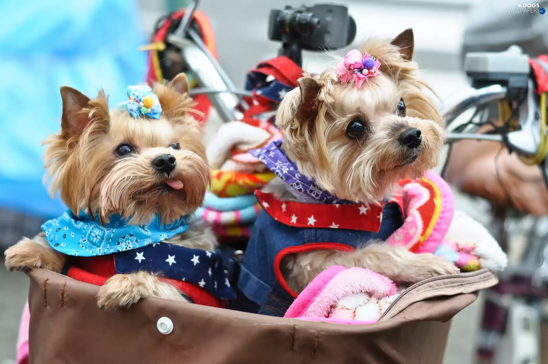 clothes, Two cars, Yorki
