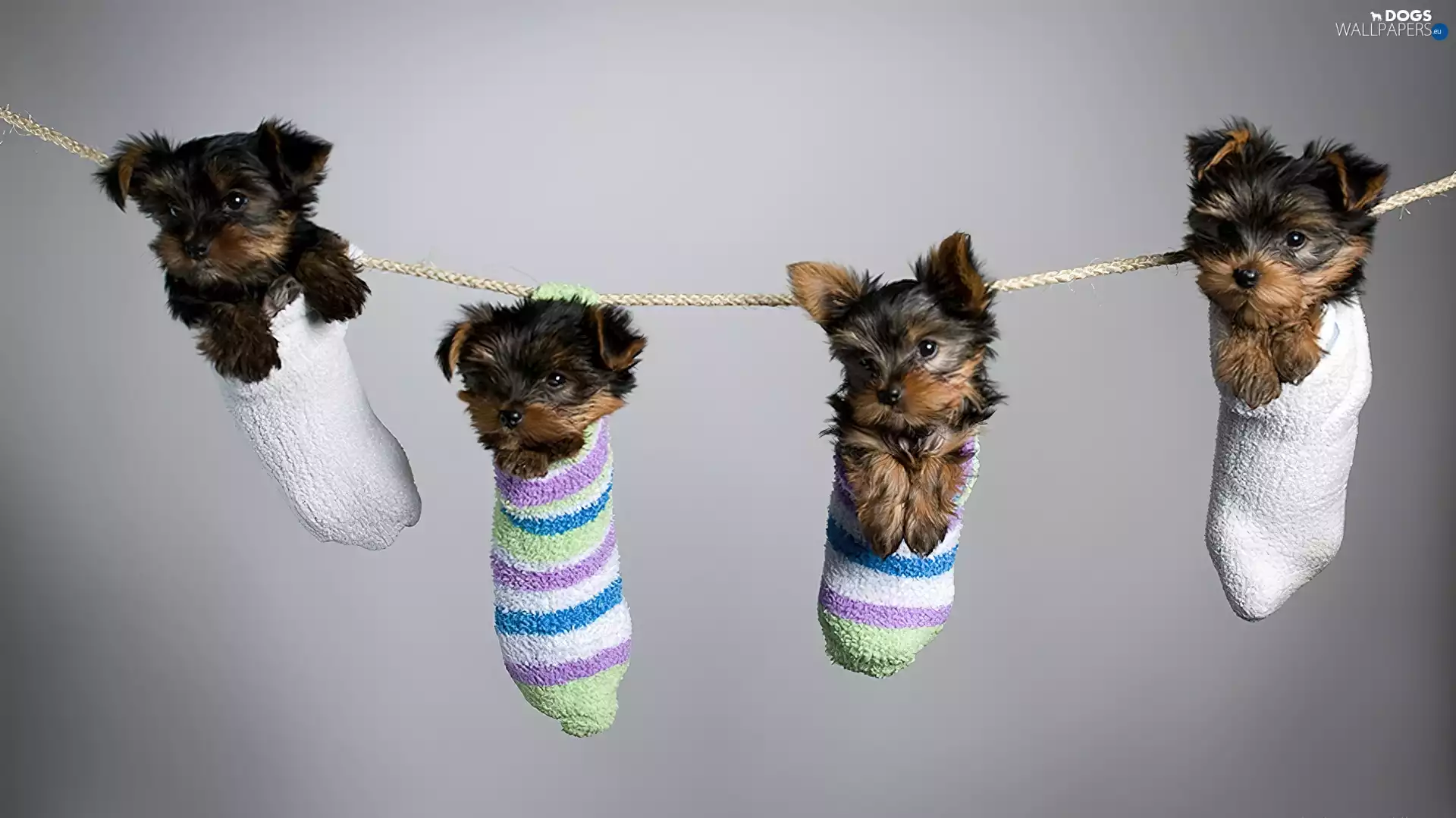 four, Yorki, socks, little doggies