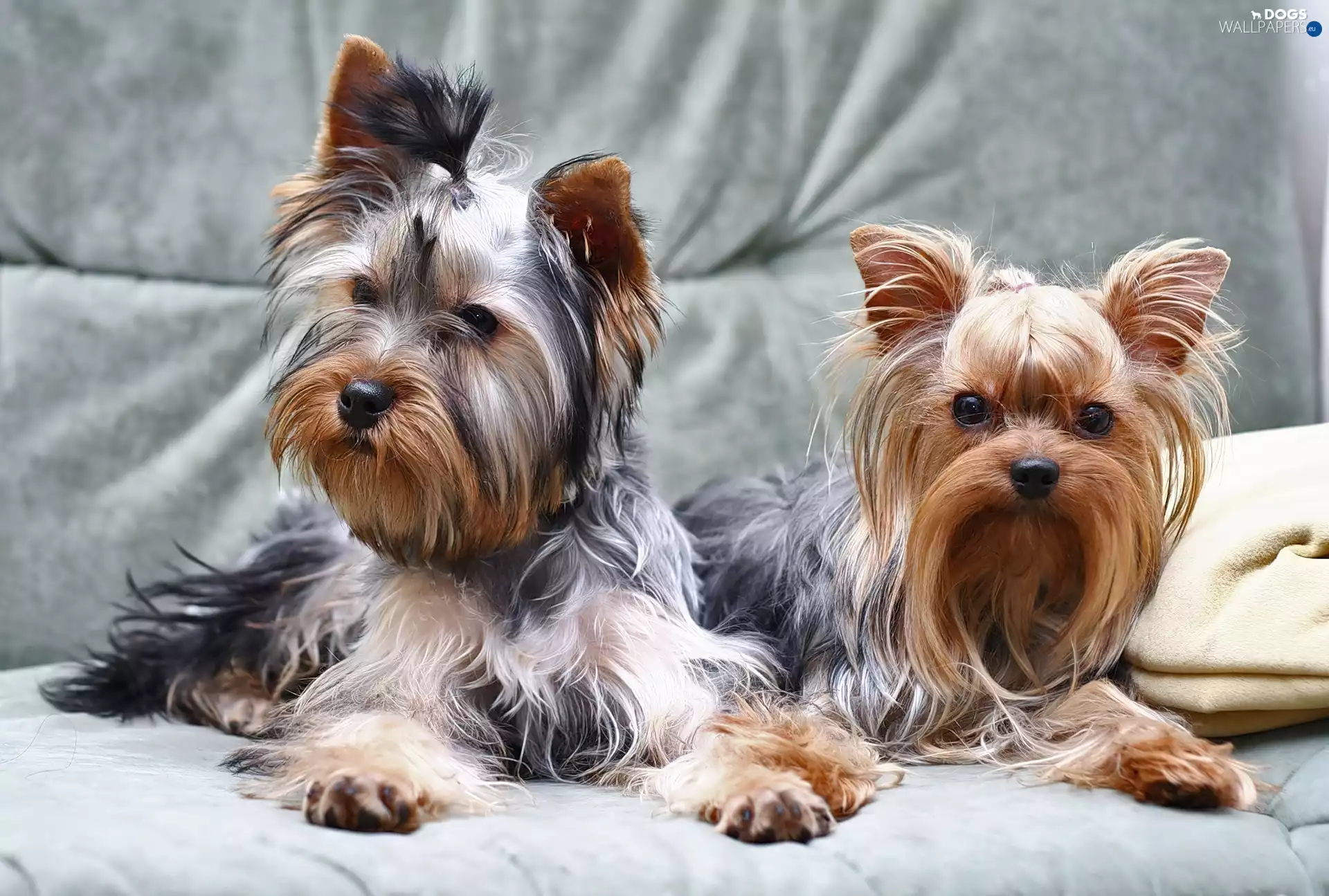 Sofa, Two cars, Yorki