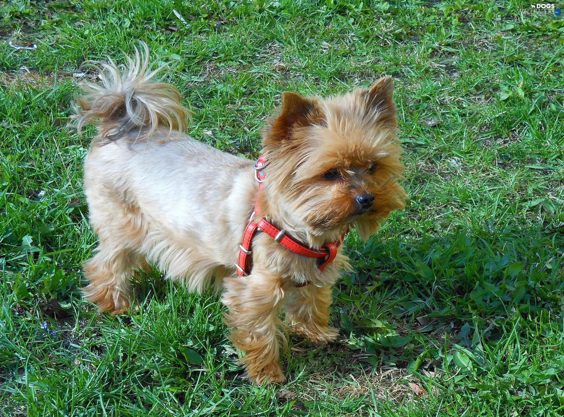 ##, Yorkshire Terrier