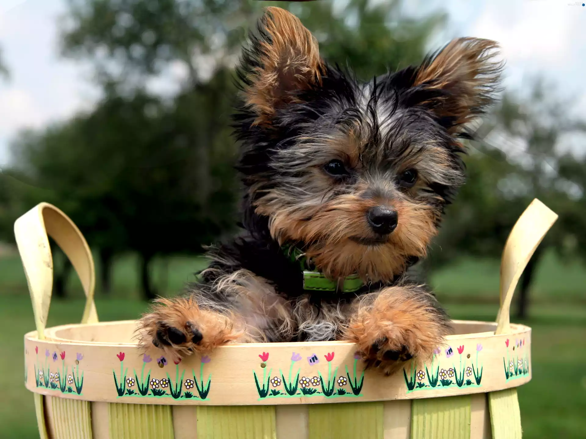 Yorkshire Terrier, basket