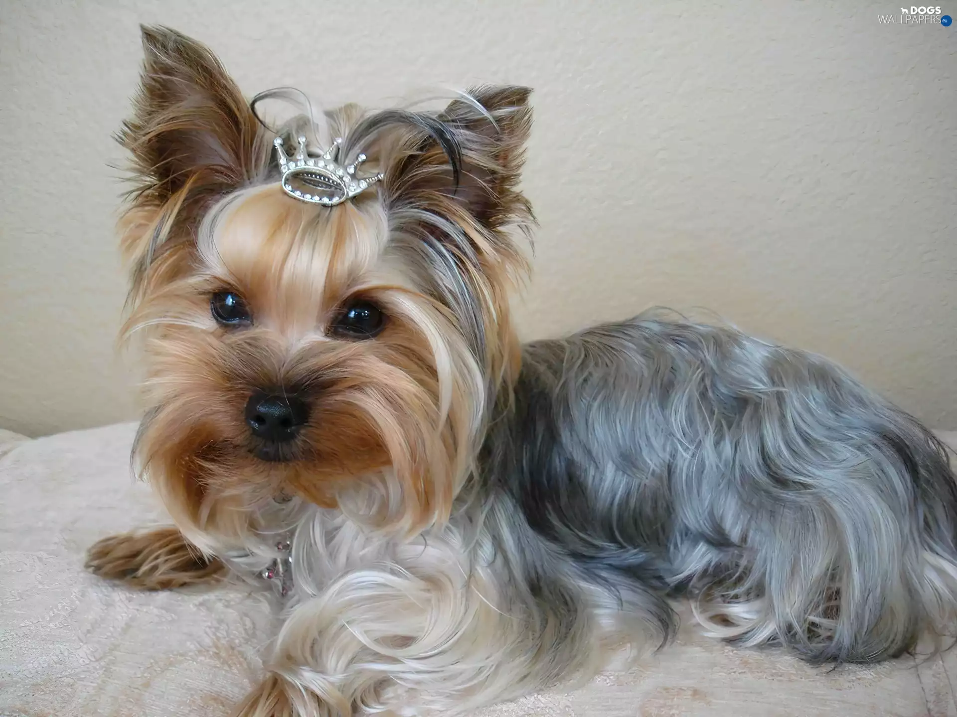 Yorkshire Terrier, Crown