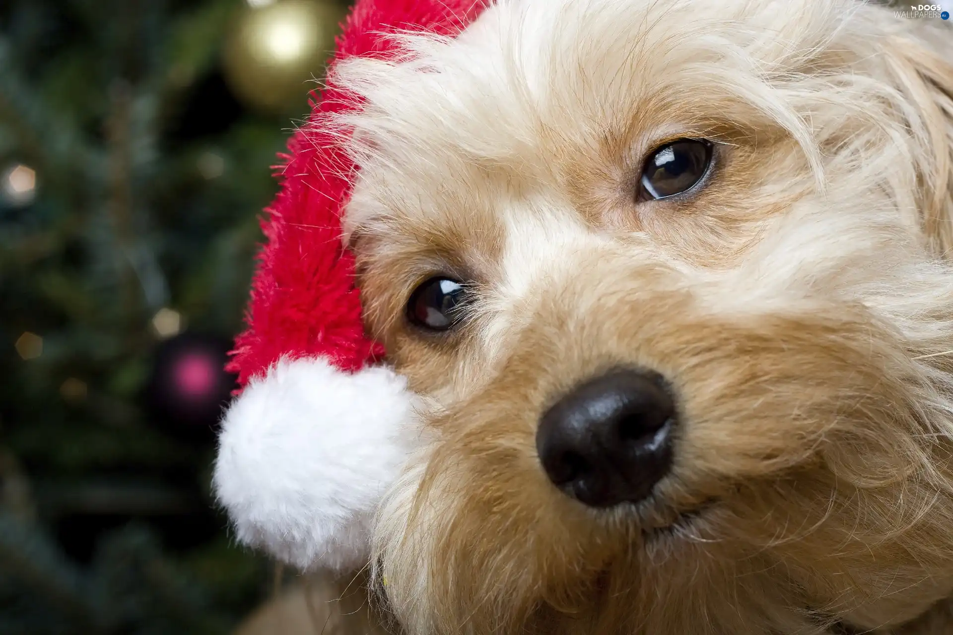 Yorkshire Terrier, christmas, dog, Santa