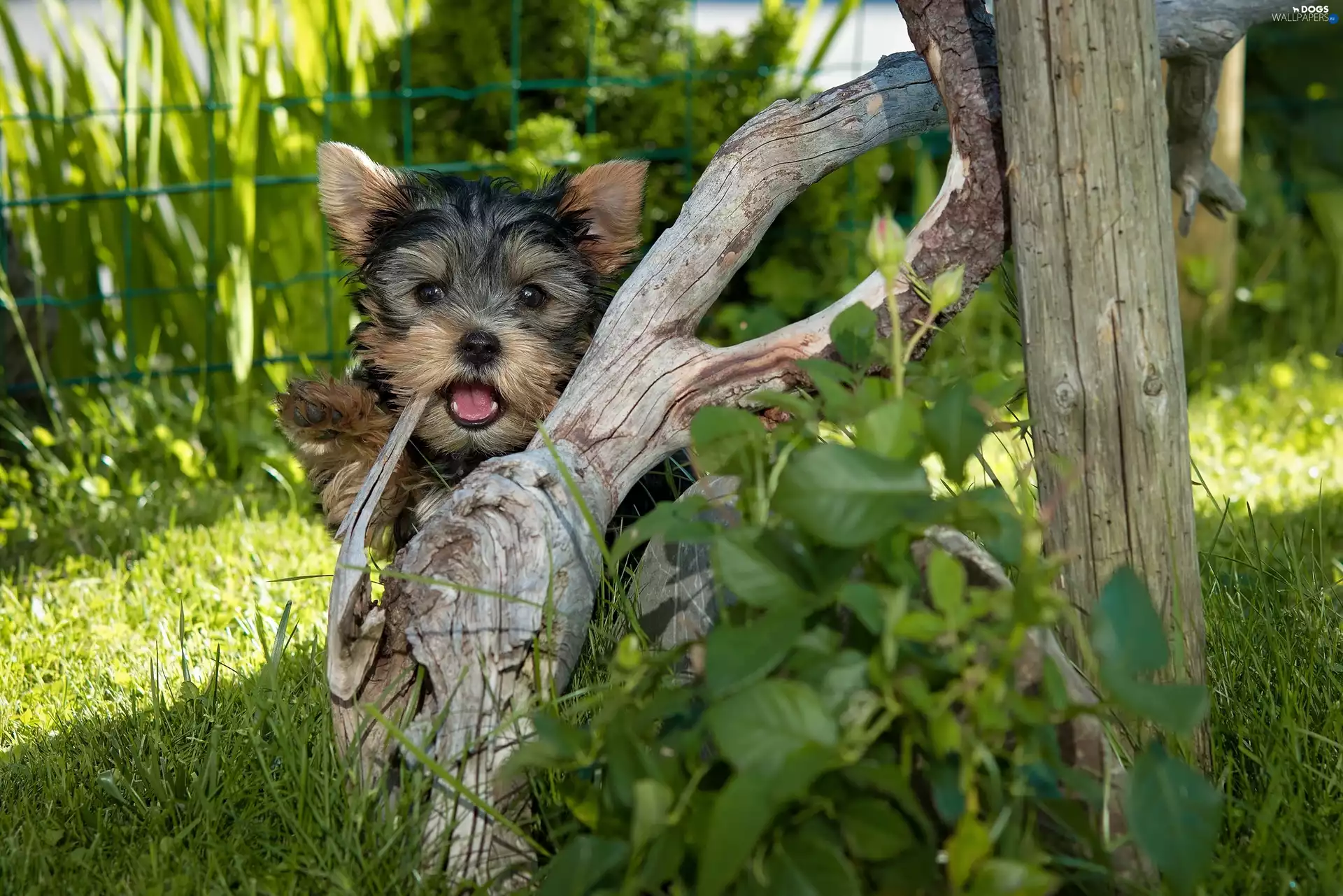 dog, Terrier, grass, Yorkshire