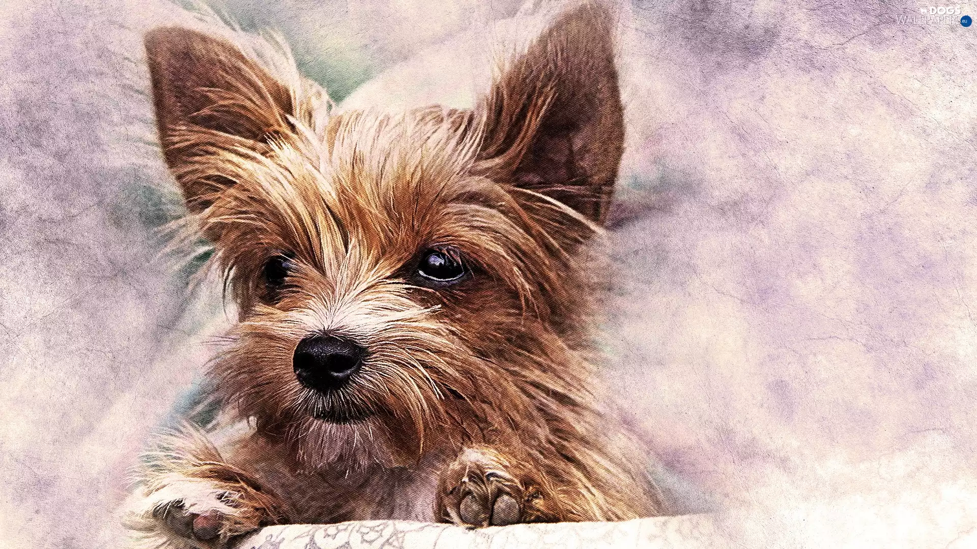 muzzle, graphics, Puppy, Yorkshire Terrier, dog