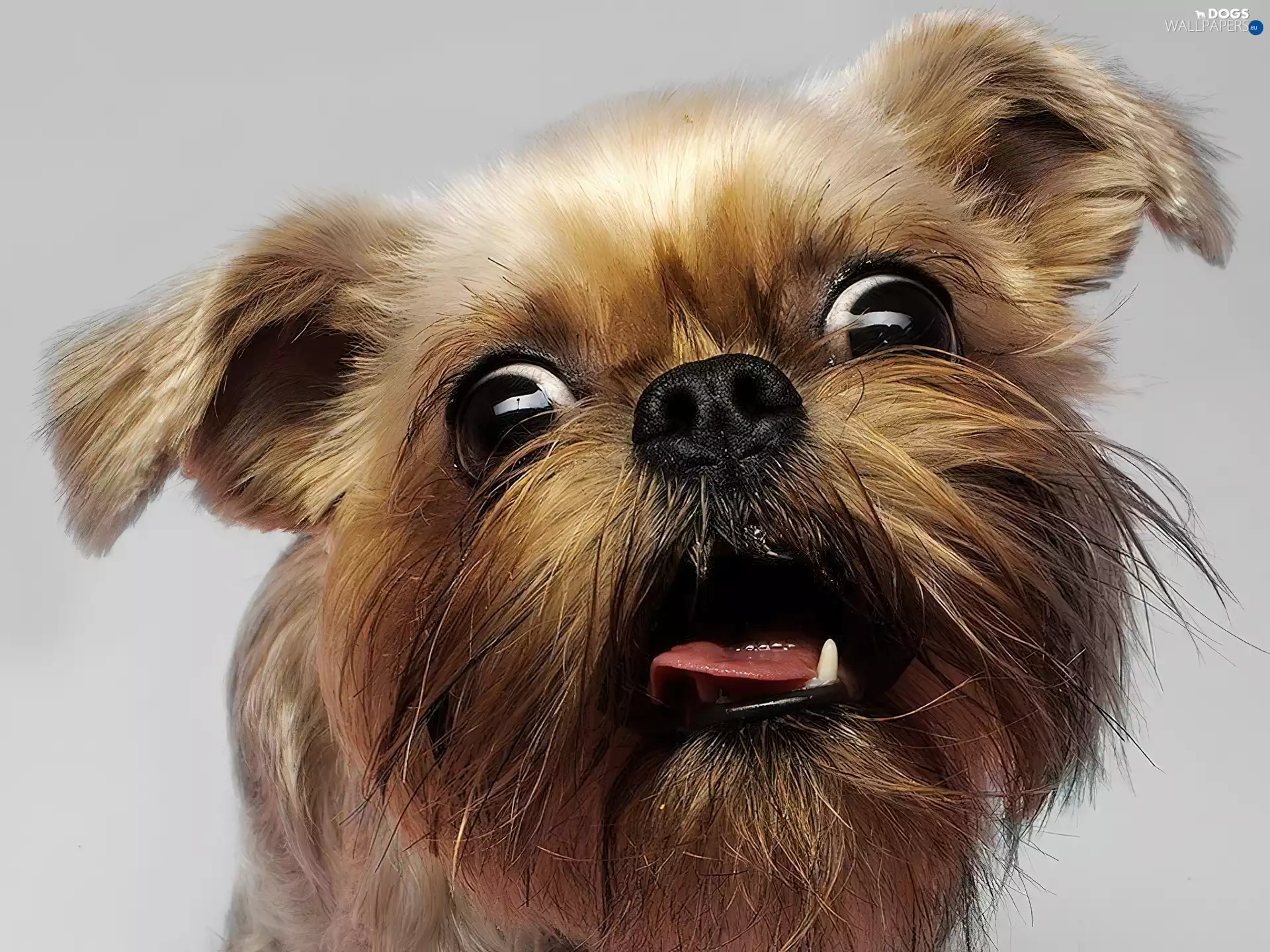 surprised, mouth, Squint Yorkshire Terrier, dog