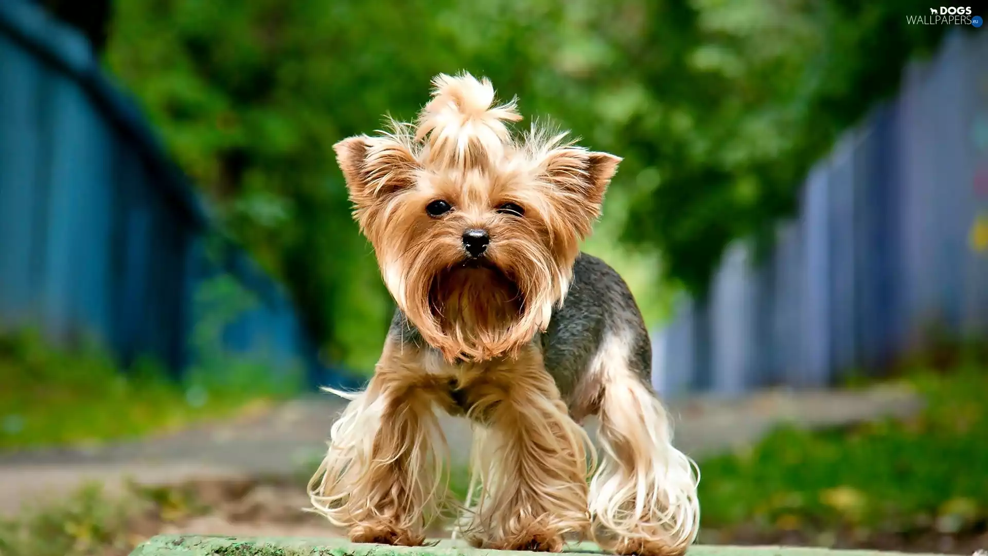 Yorkshire Terrier, dog