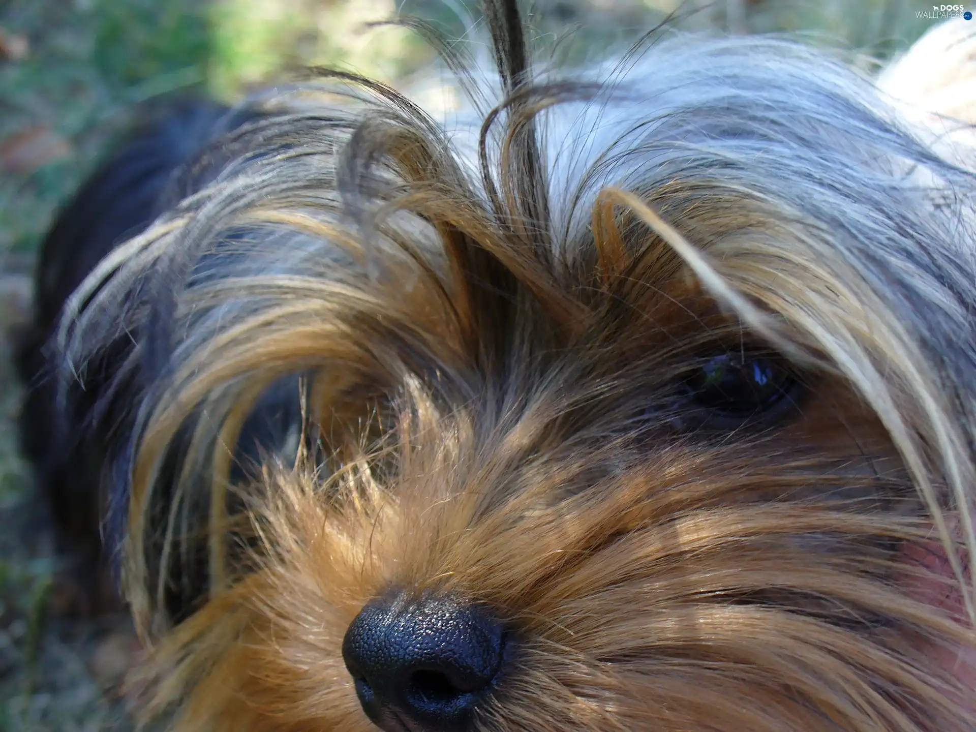 Head, Yorkshire Terrier