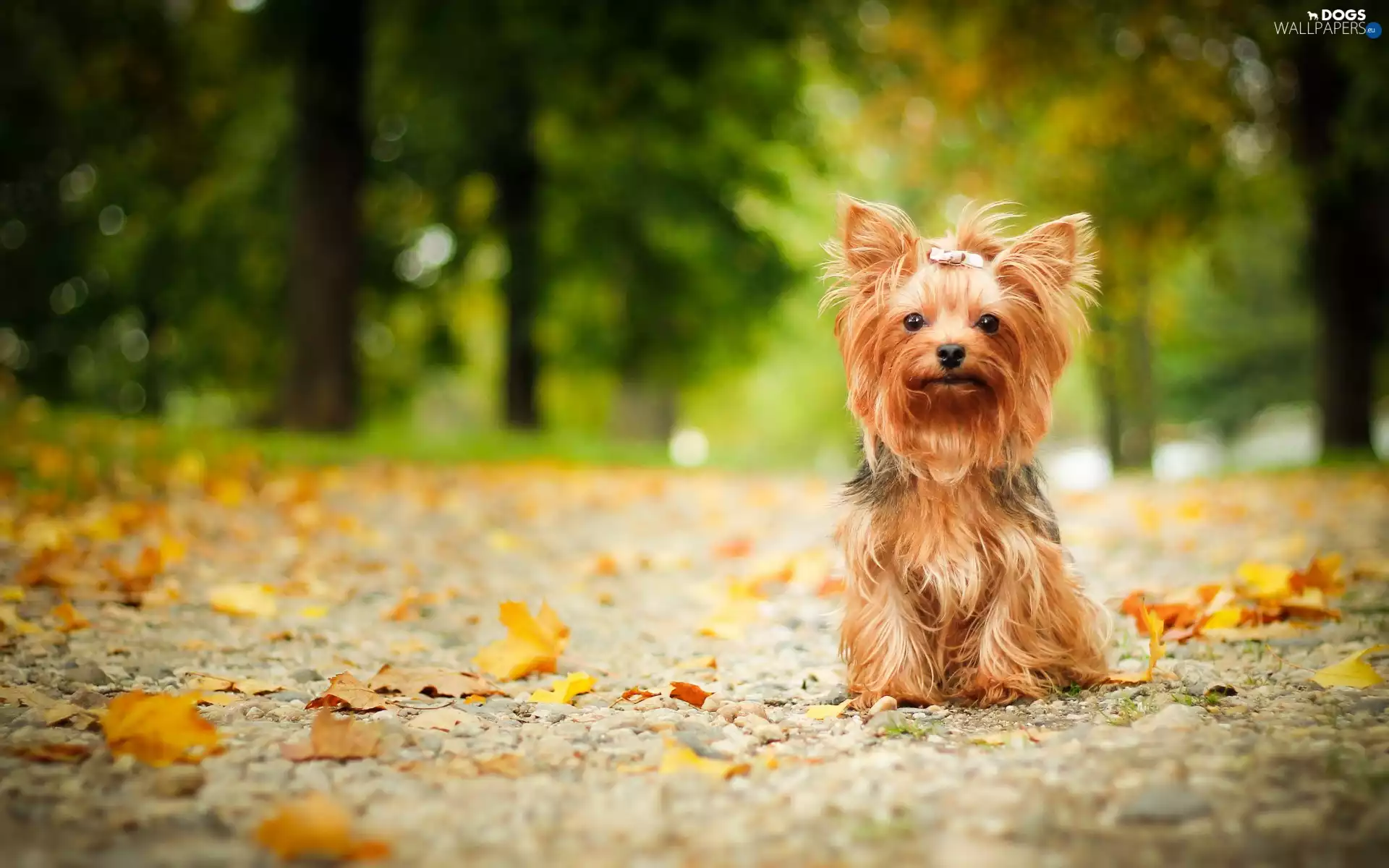 Yorkshire Terrier, Leaf
