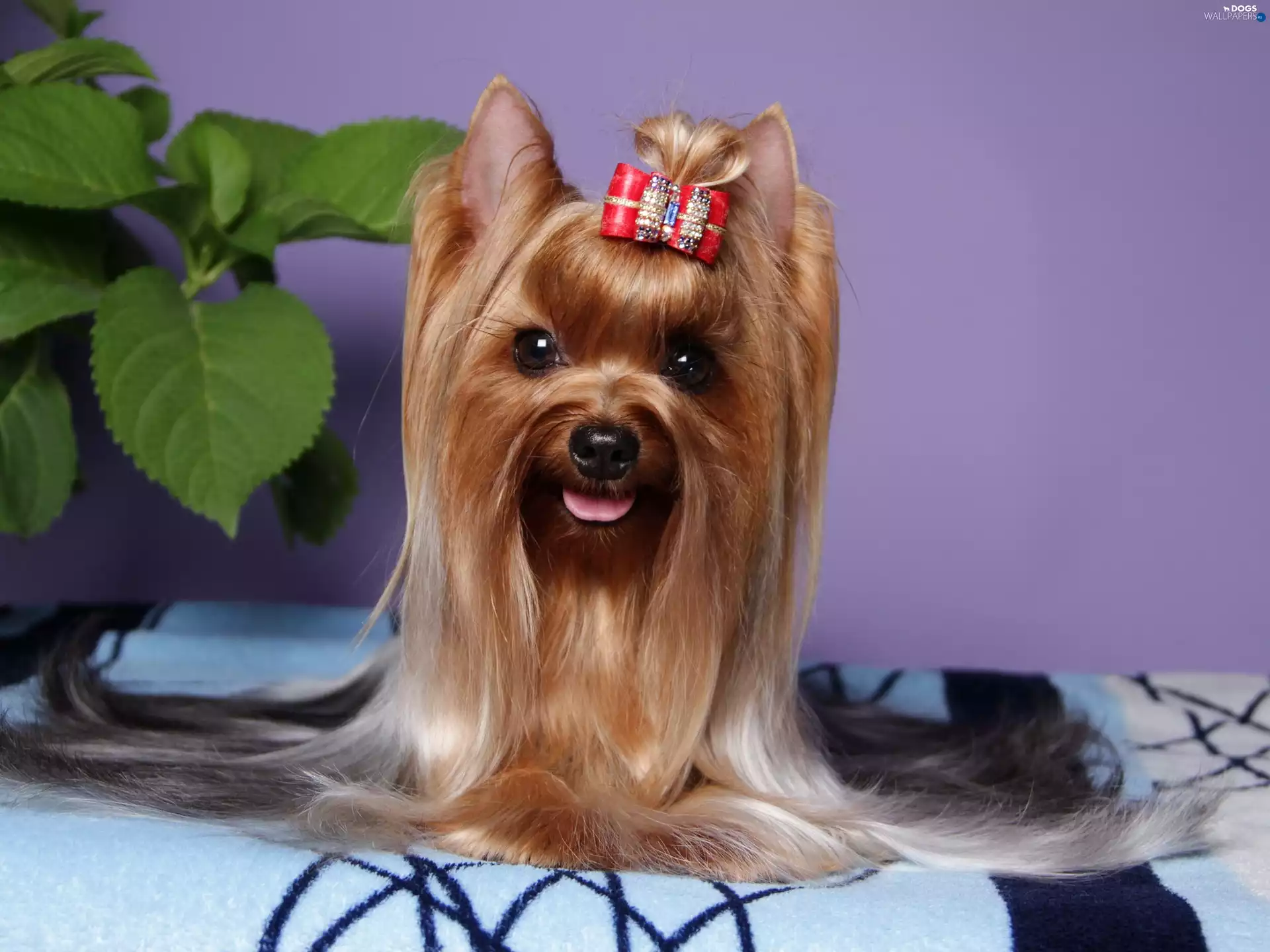 Yorkshire Terrier, Loop