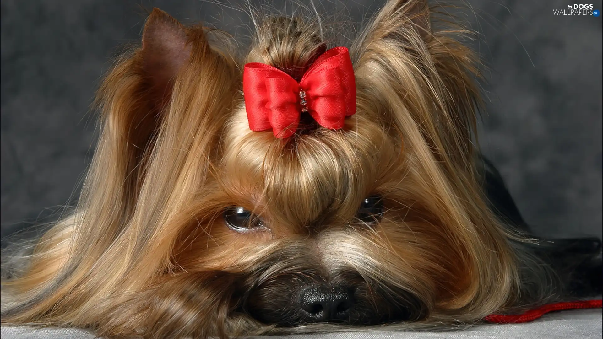 Loop, Yorkshire Terrier
