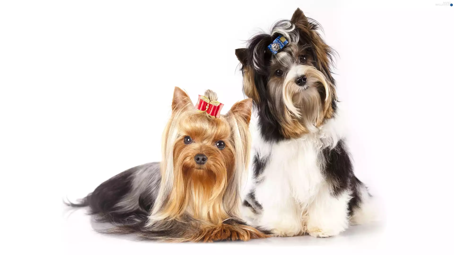 Two cars, bows, Yorkshire Terrier, puppies