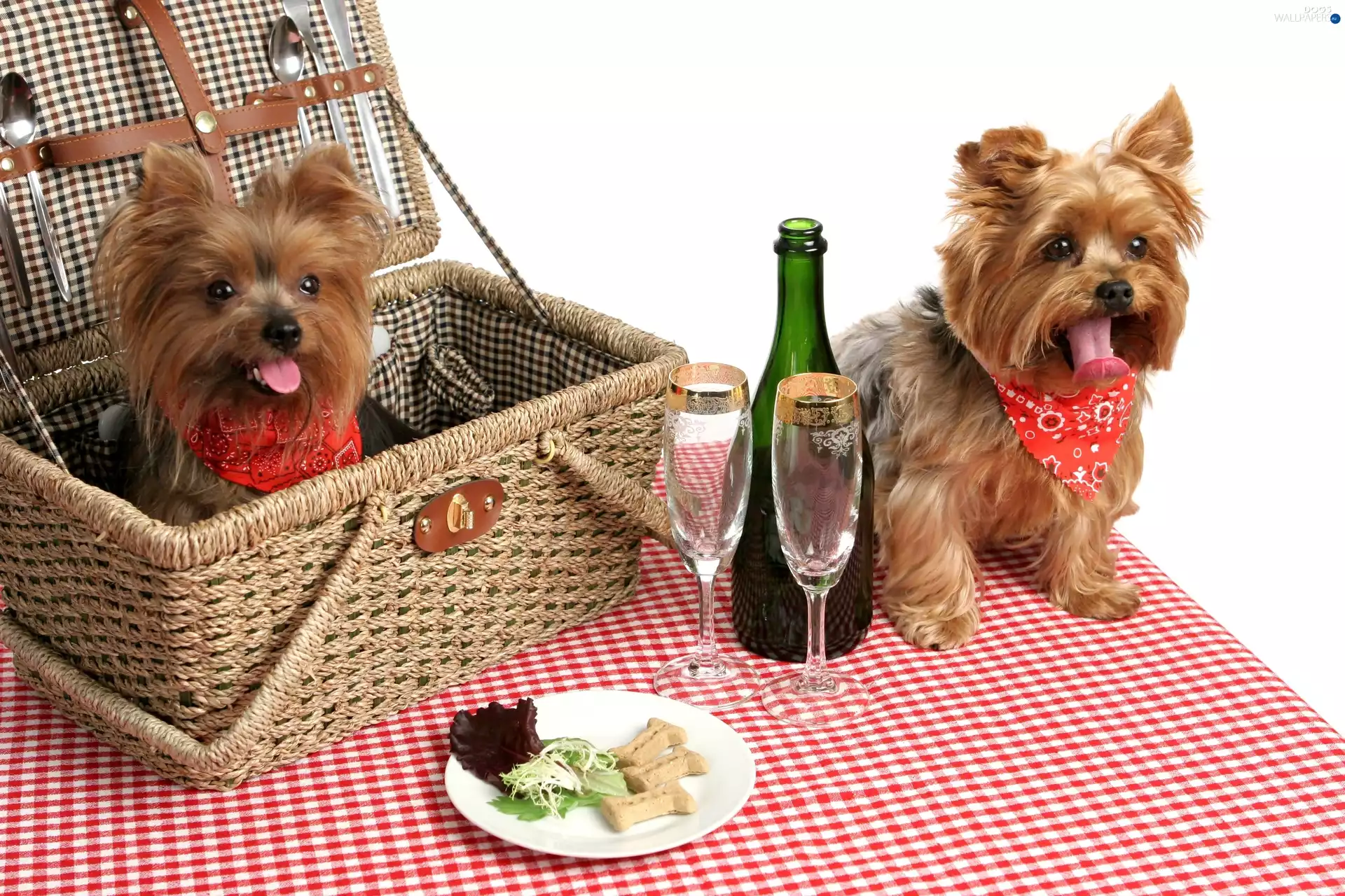basket, picnic, puppies, Yorkshire Terrier, Two cars