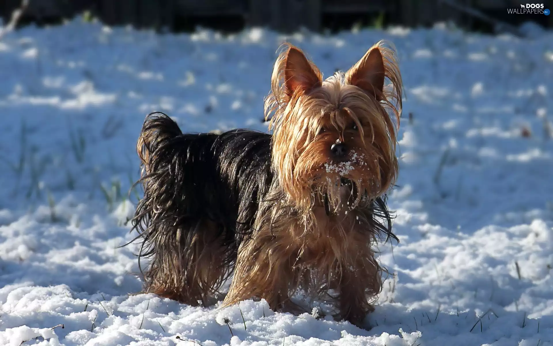 Yorkshire Terrier, snow