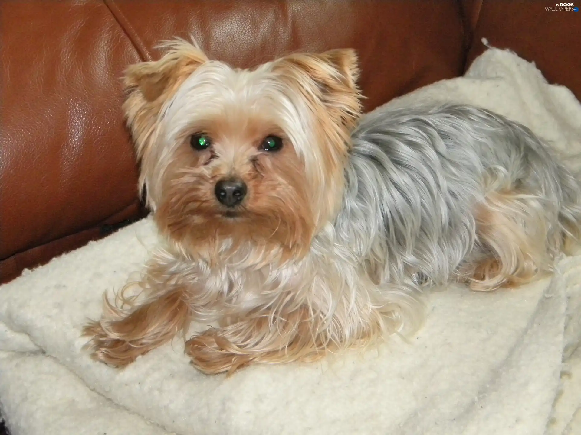 Sofa, Yorkshire Terrier