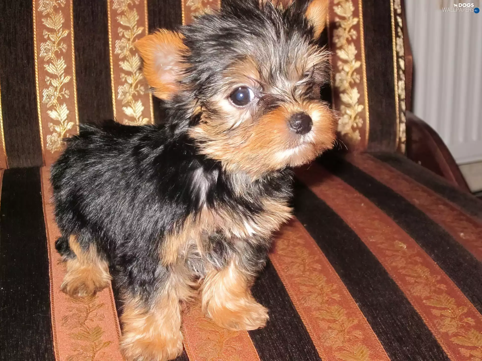 Yorkshire Terrier, Sofa