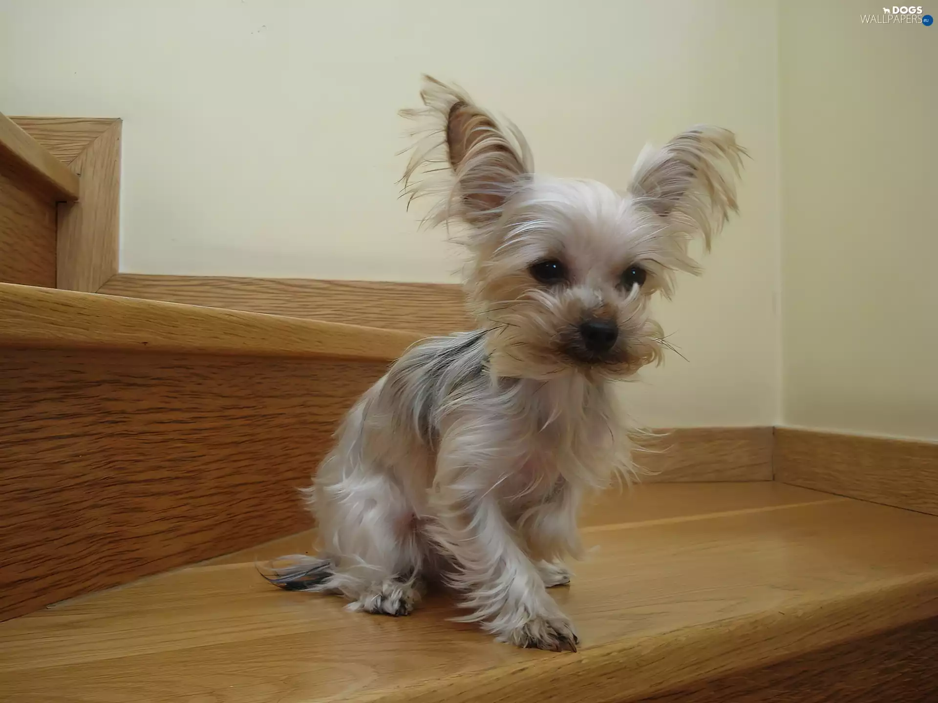 Yorkshire Terrier, Stairs