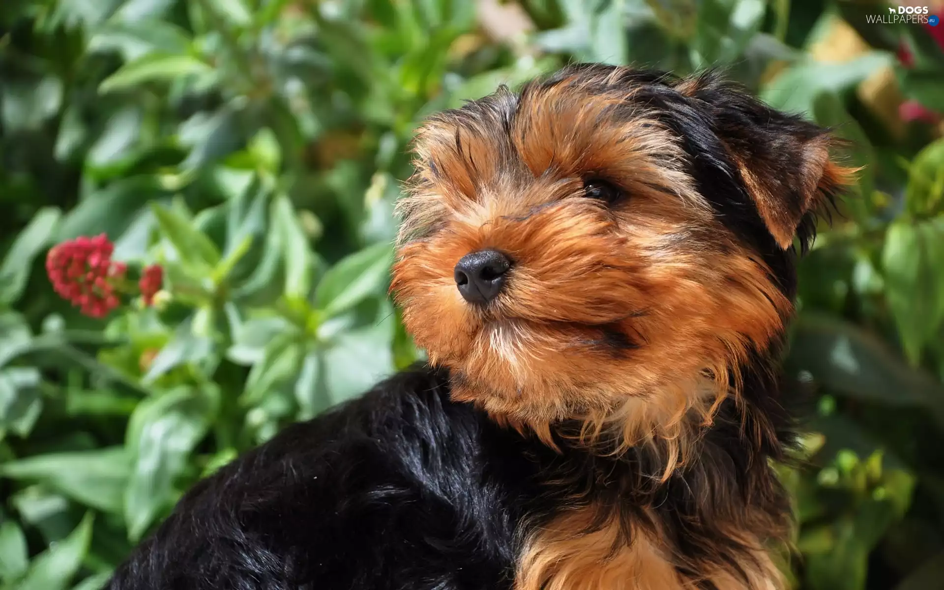 Yorkshire Terrier