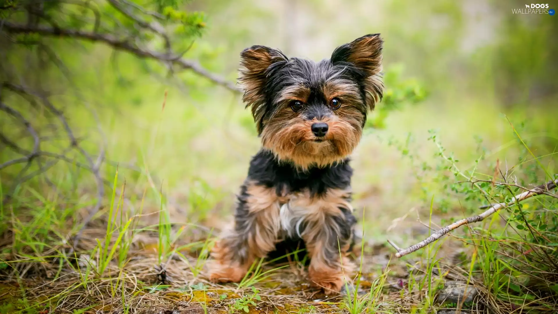 dog, Yorkshire Terrier, grass, Puppy
