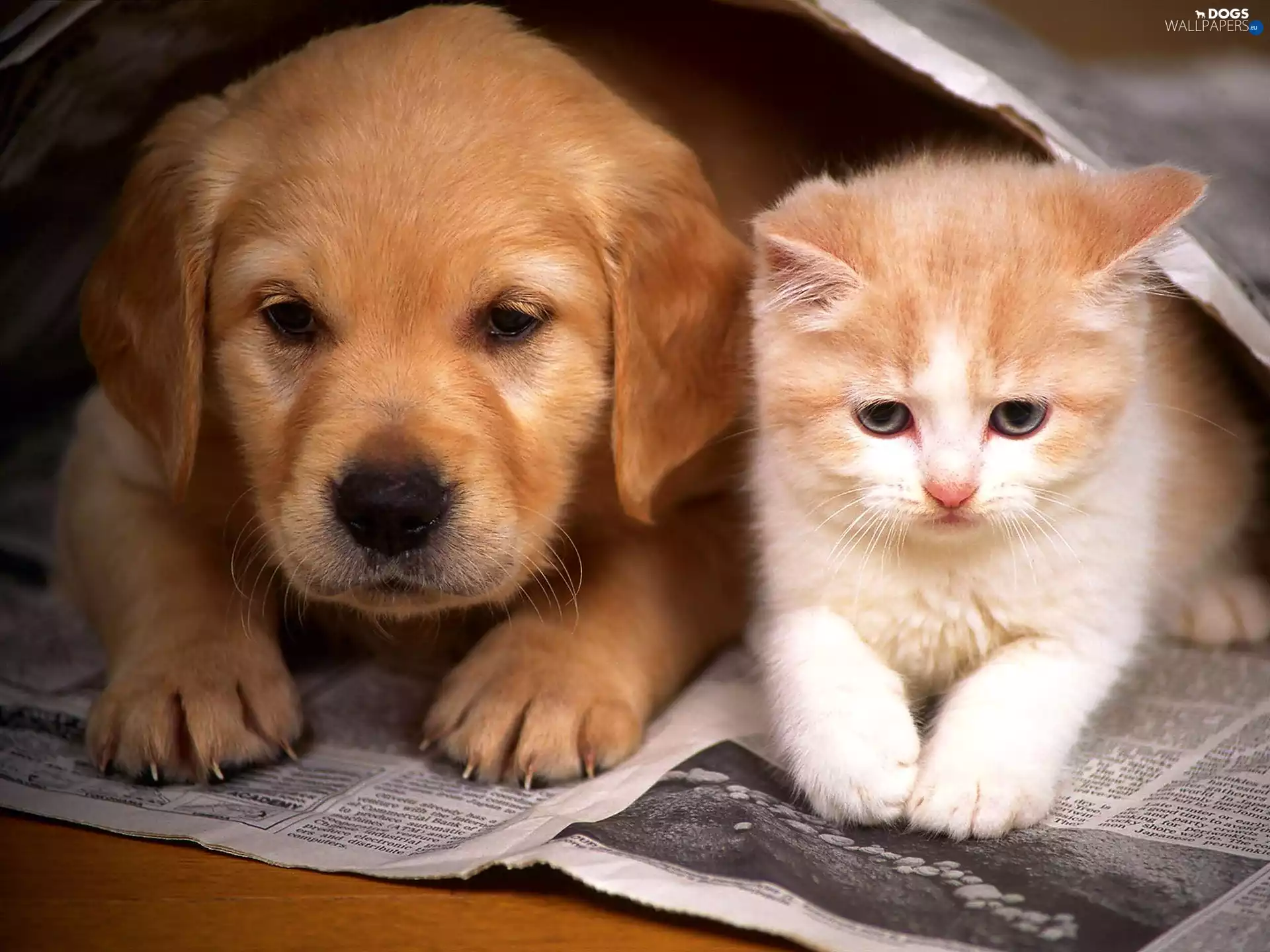 cat, doggy, Paper, young