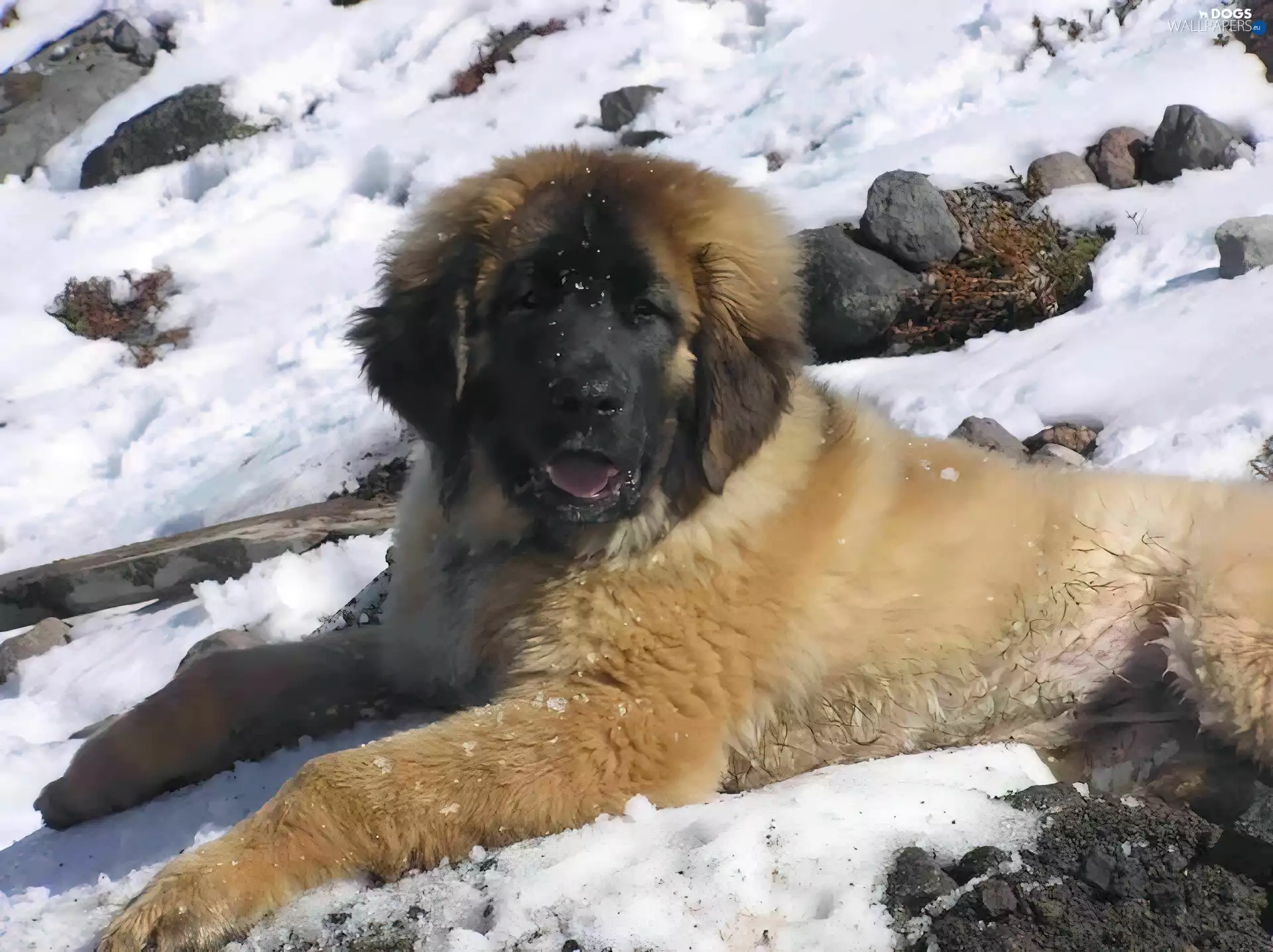 young, Leonberger