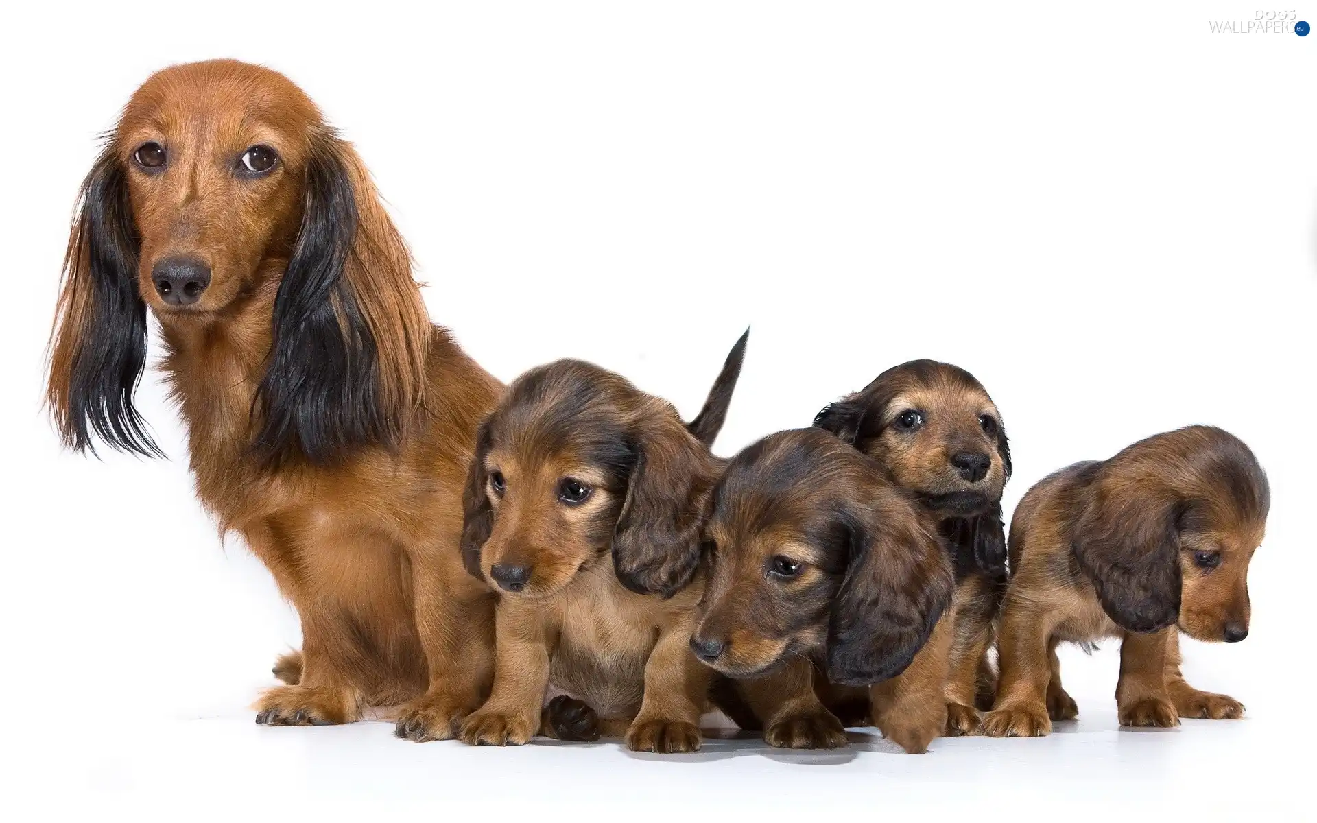 young, bitch, dachshunds, puppies, Longhair
