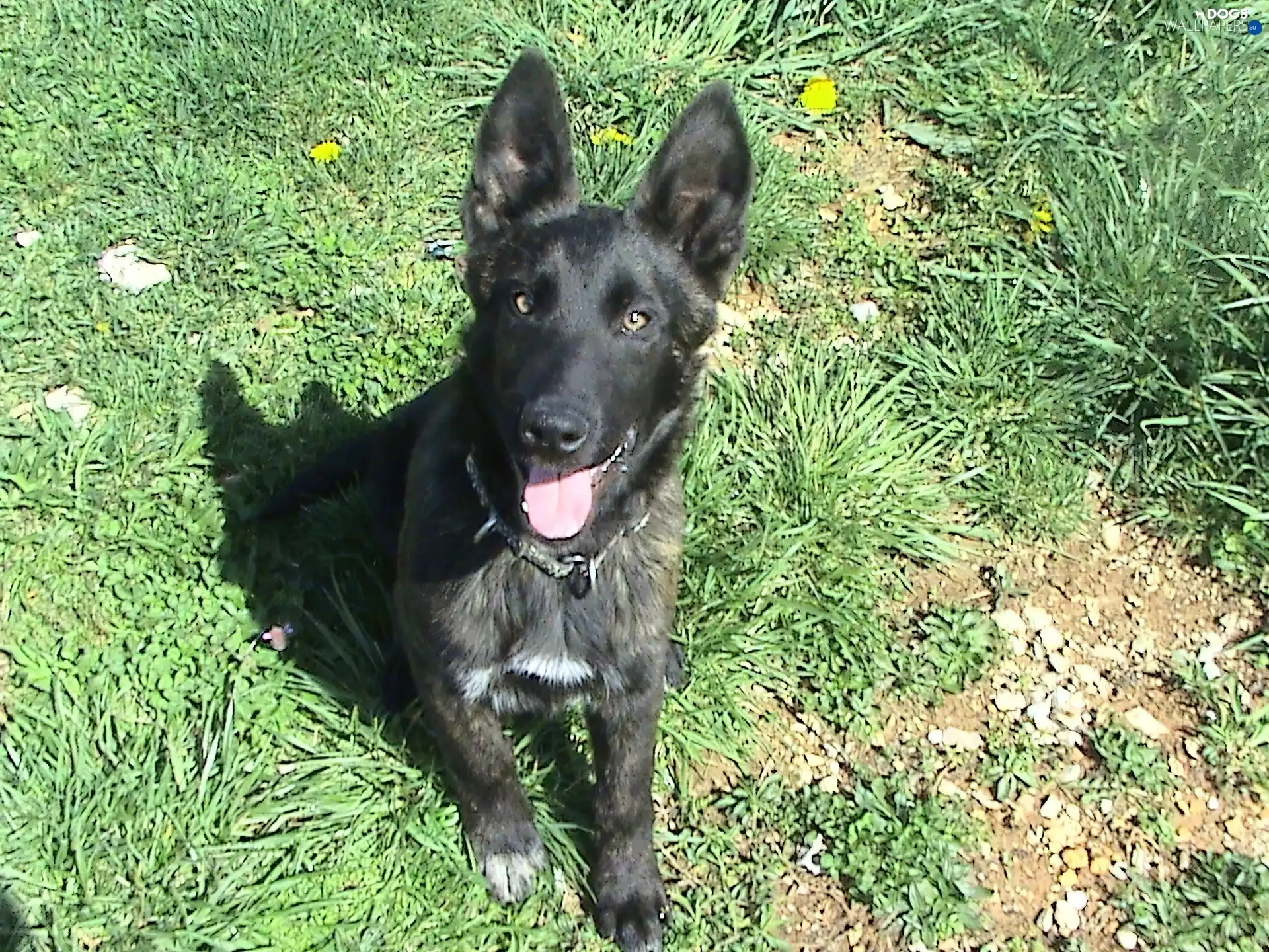 young, Dutch Shepherd