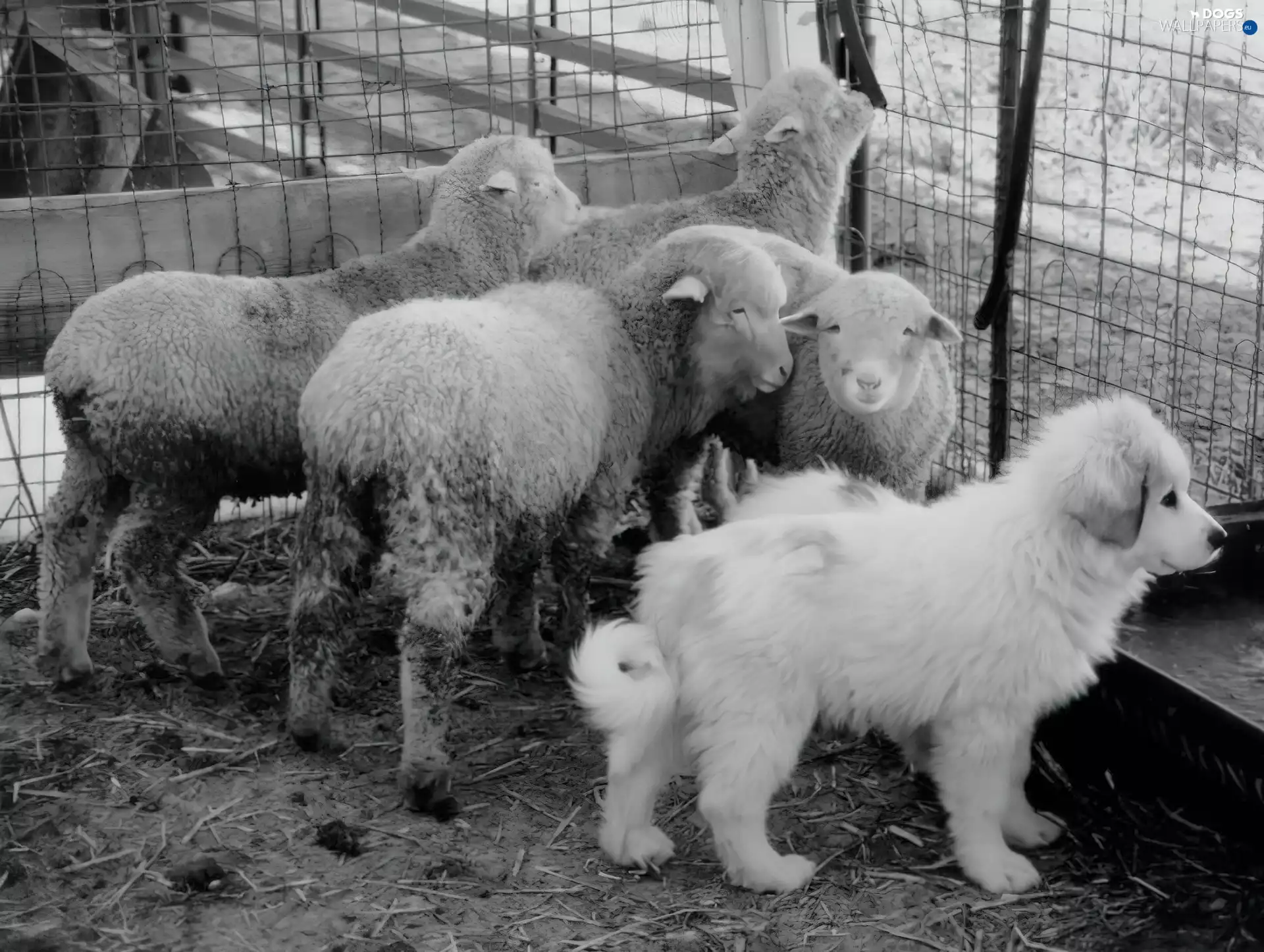 Sheep, young, Shepherd Hungarian Kuvasz