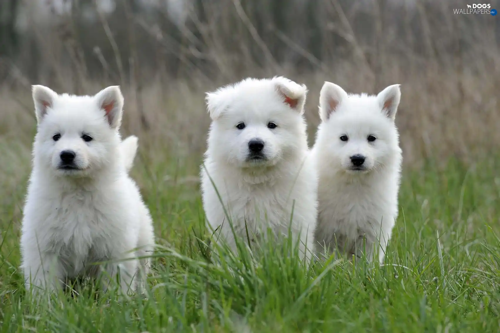 young, White Swiss Shepherd, Three - Dogs wallpapers: 1702x1133