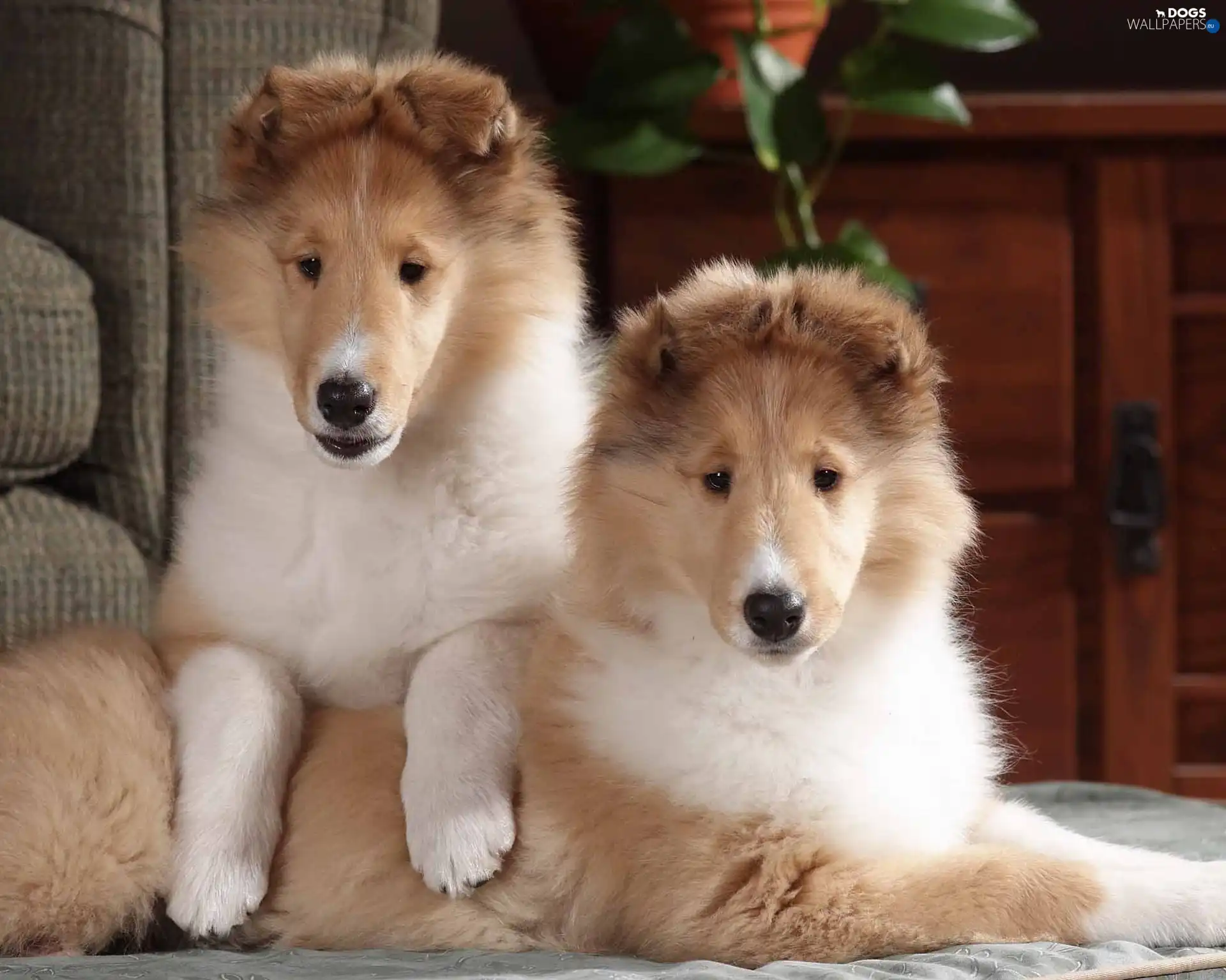 young, Collies Longhair, Two cars