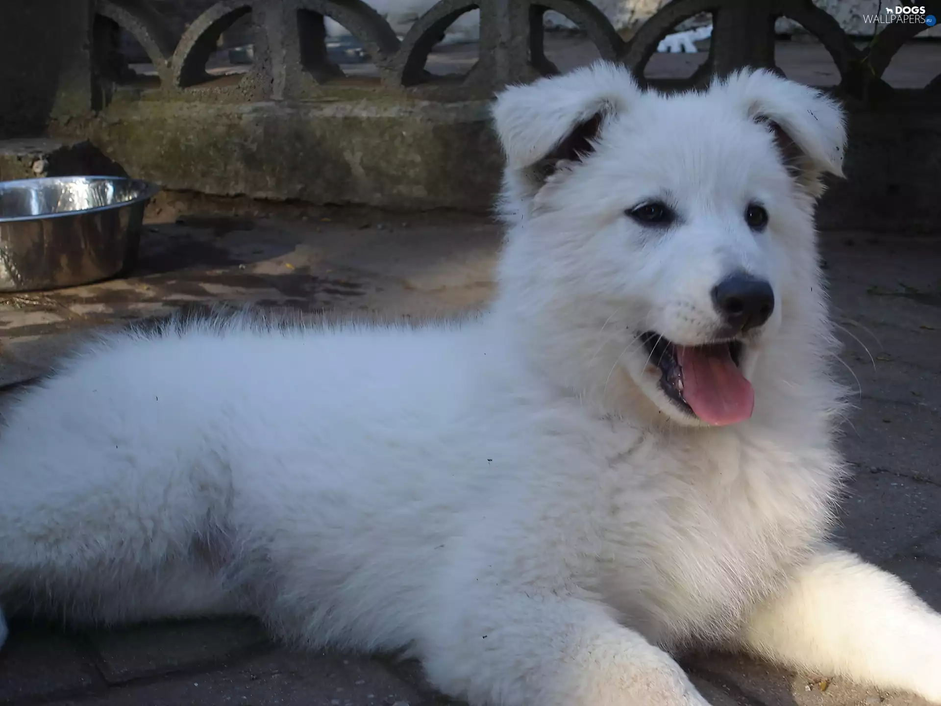bowl, young, White Swiss Shepherd