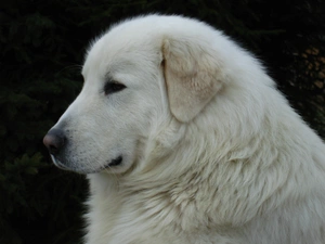 Maremmano-abruzzese, Head